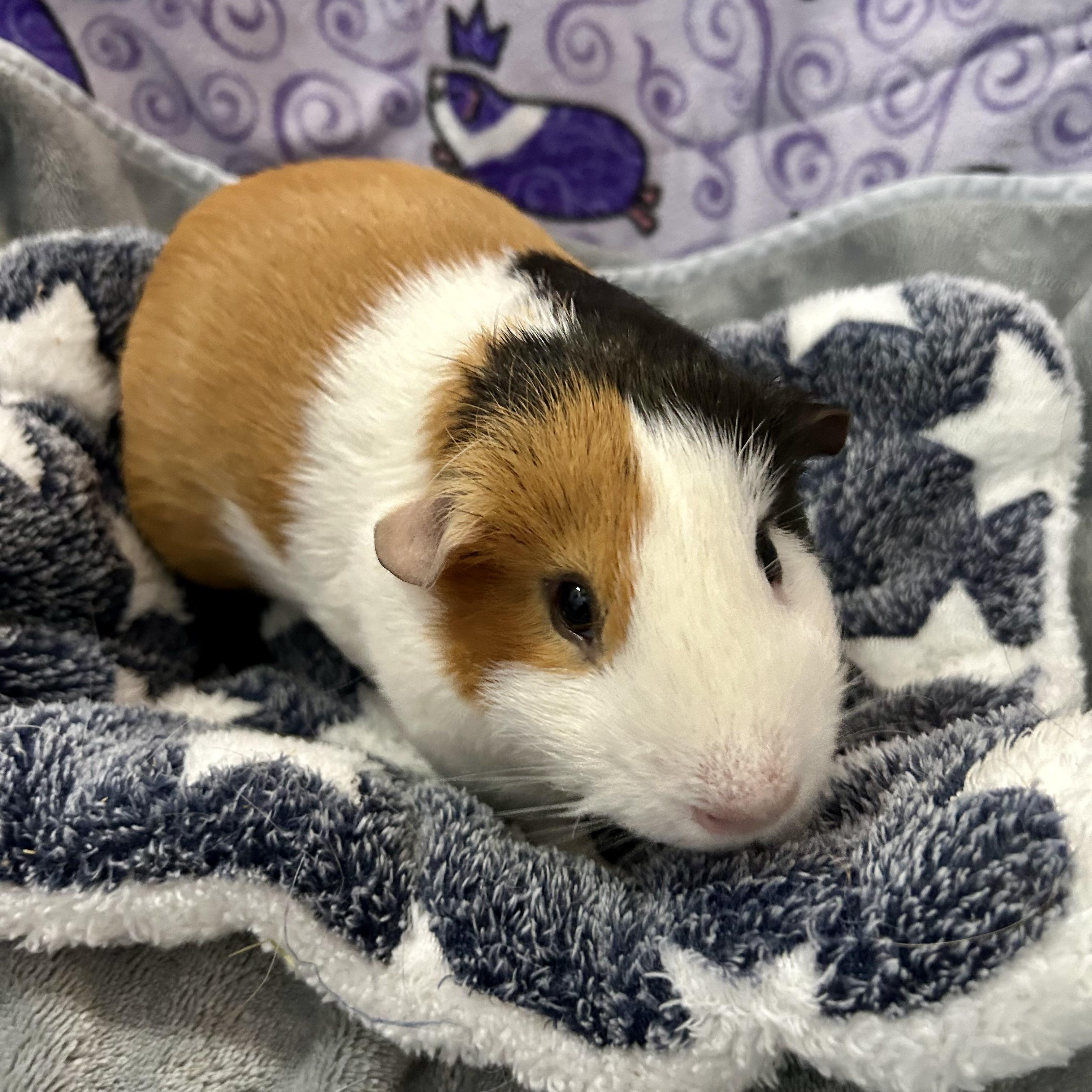 Pirate and Squeakers, a ADOPTABLE Guinea Pig in North salem, NY image 2/5