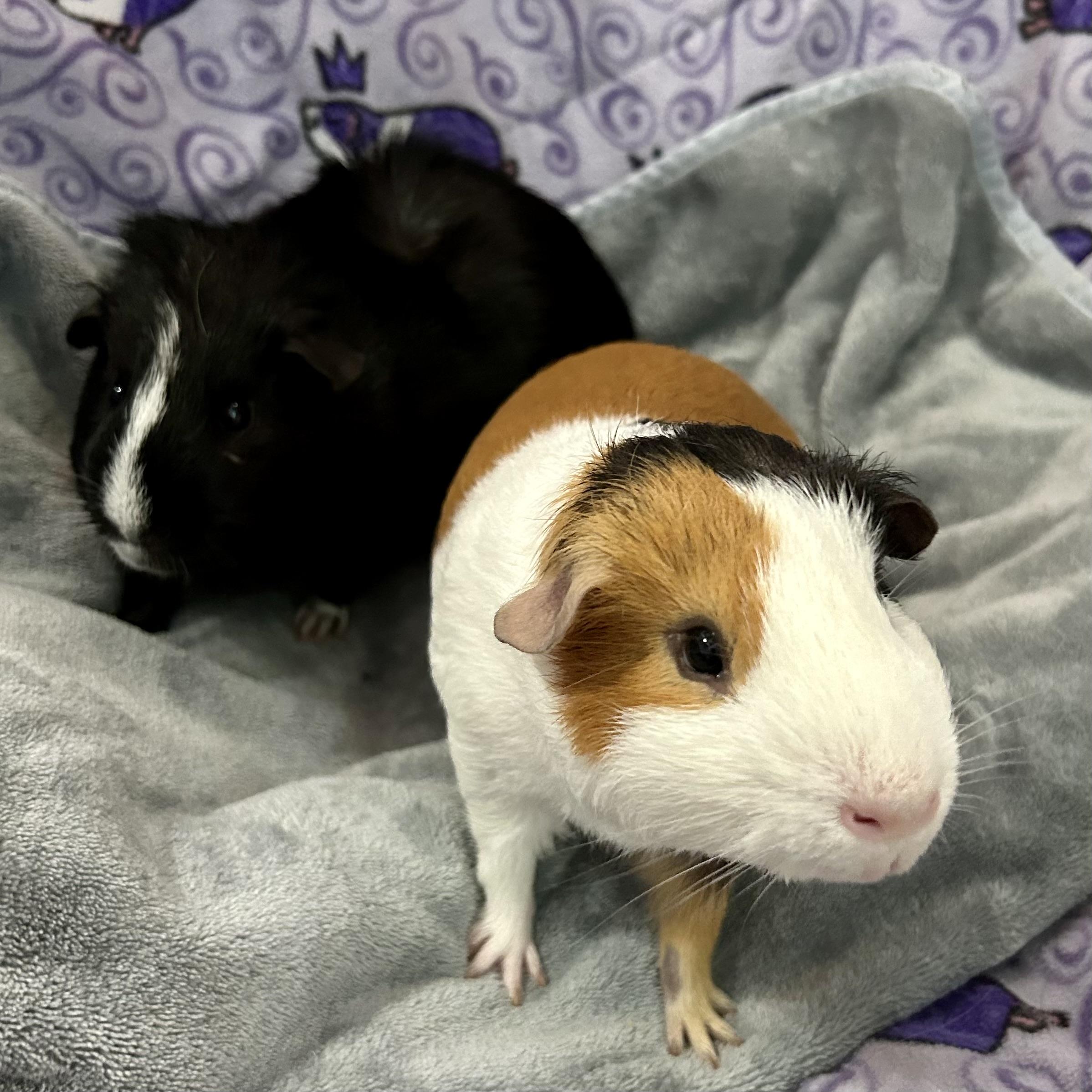 Pirate and Squeakers, a ADOPTABLE Guinea Pig in North salem, NY image 4/5