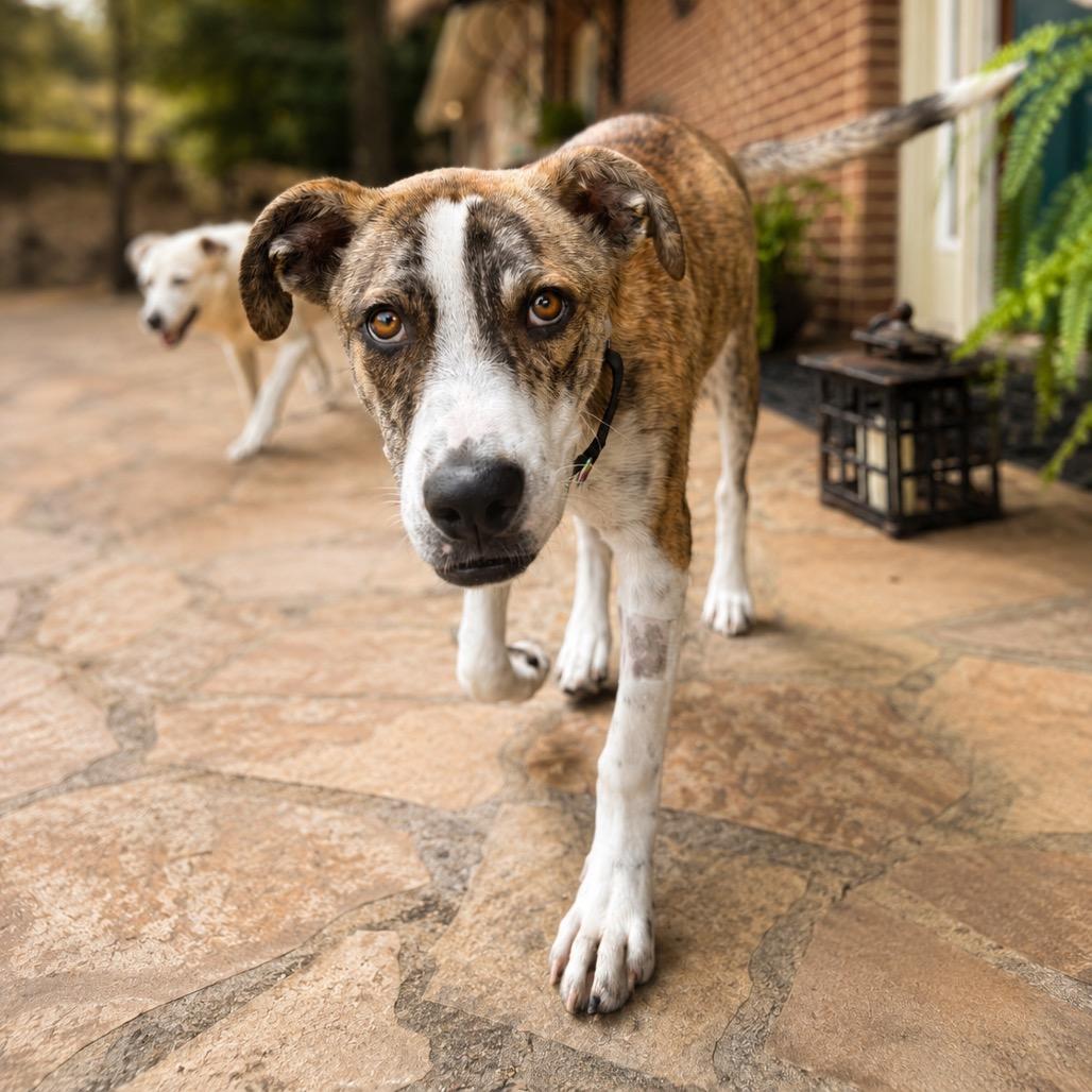 Enlarge Mario, a Adoptable Plott Hound in Huntsville, AL image 1/5