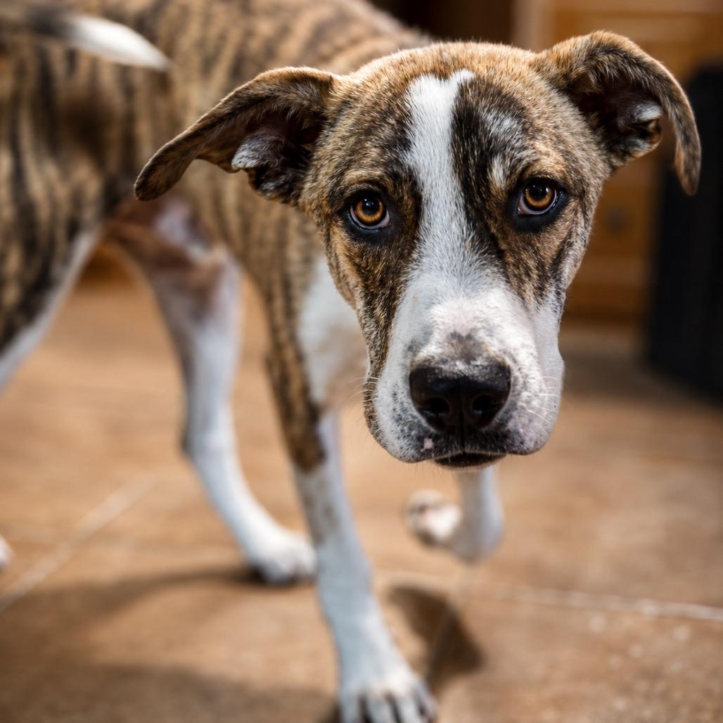 Enlarge Mario, a Adoptable Plott Hound in Huntsville, AL image 2/5