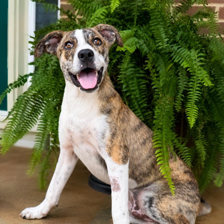 Enlarge Mario, a Adoptable Plott Hound in Huntsville, AL image 3/5