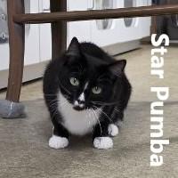 Star Pumba, Adoptable, Adult Male Domestic Short Hair.