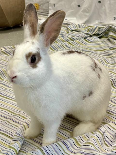 Enlarge LOLA, a Adoptable Bunny Rabbit in Santa Cruz, CA image 1/1
