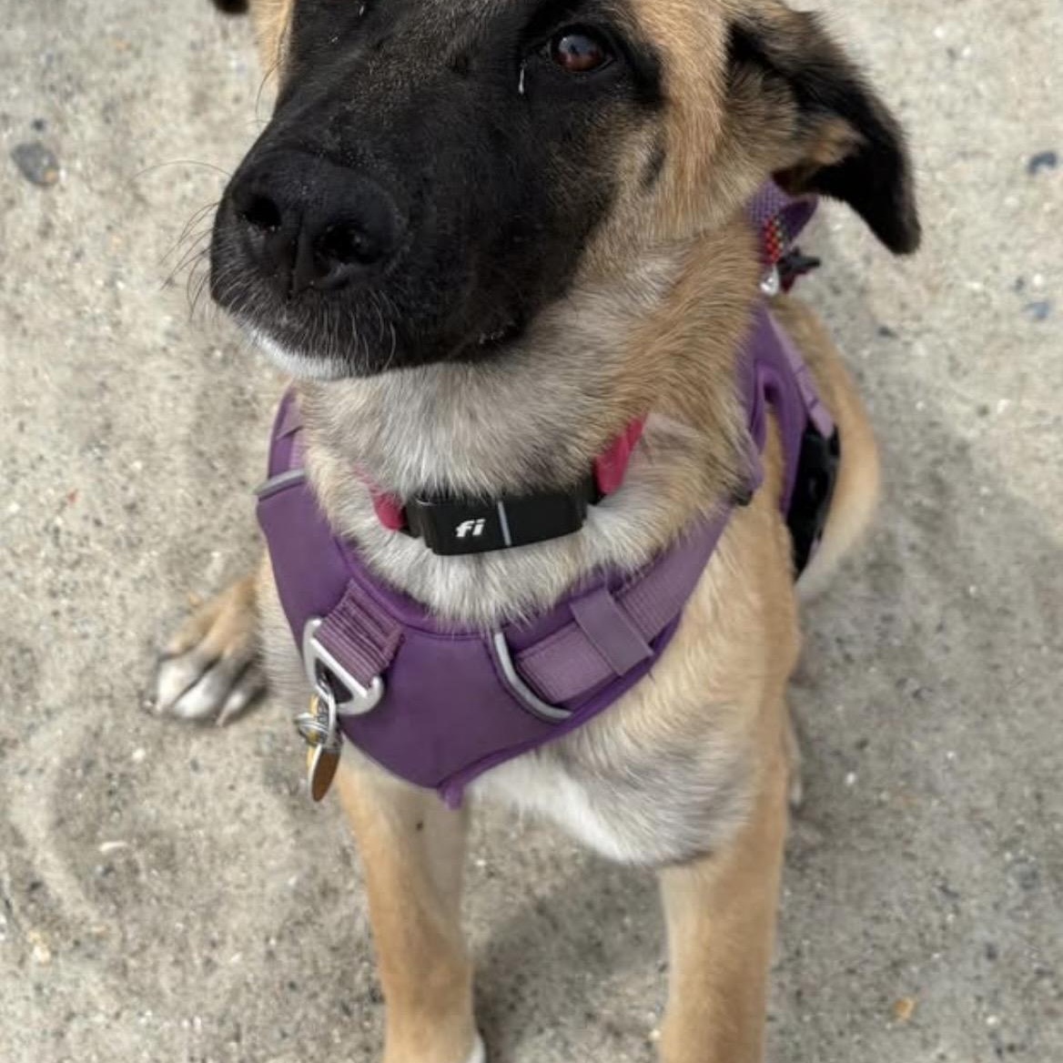 Enlarge Cece, an adopted mixed breed in Kannapolis, NC image 6/6
