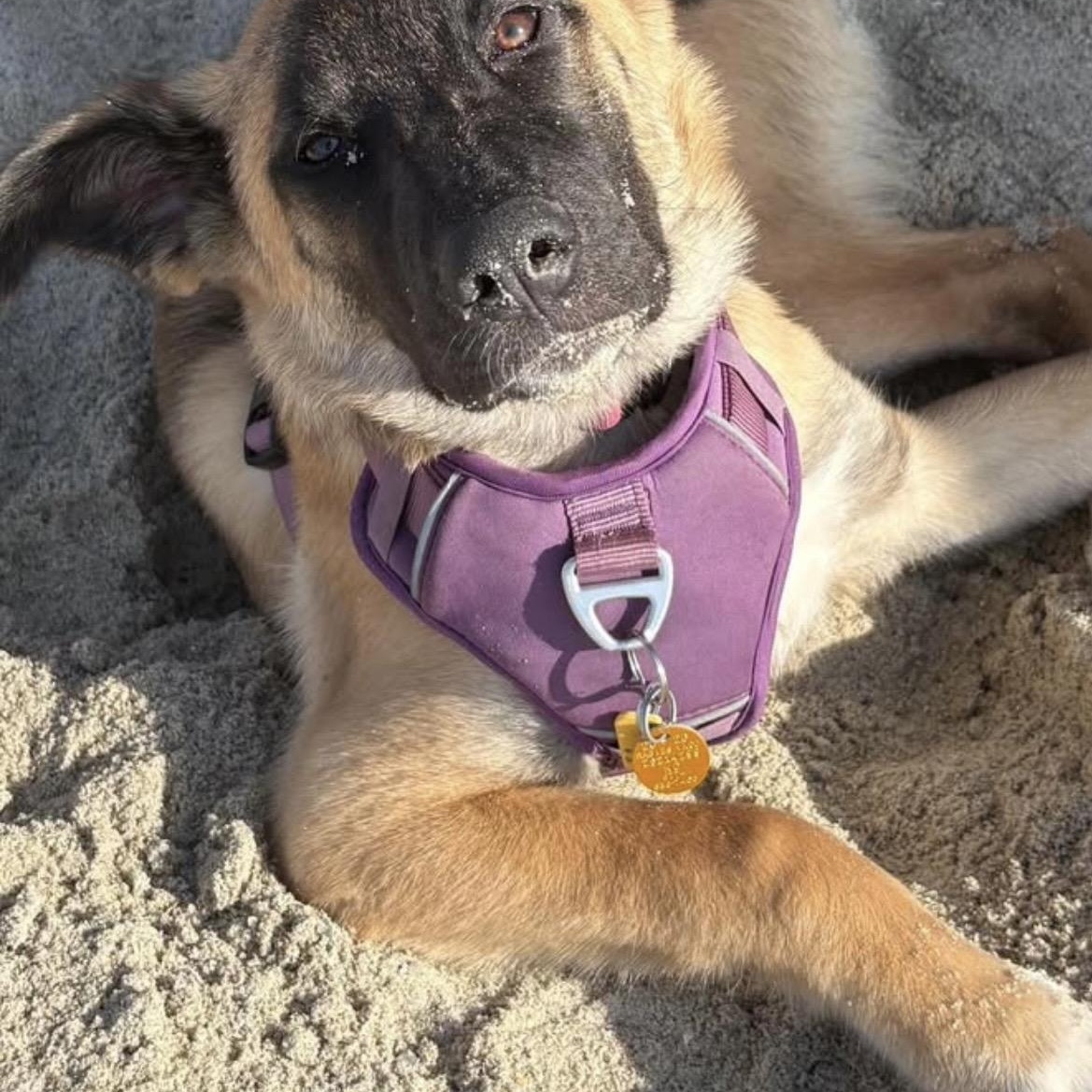Enlarge Cece, an adopted mixed breed in Kannapolis, NC image 4/6