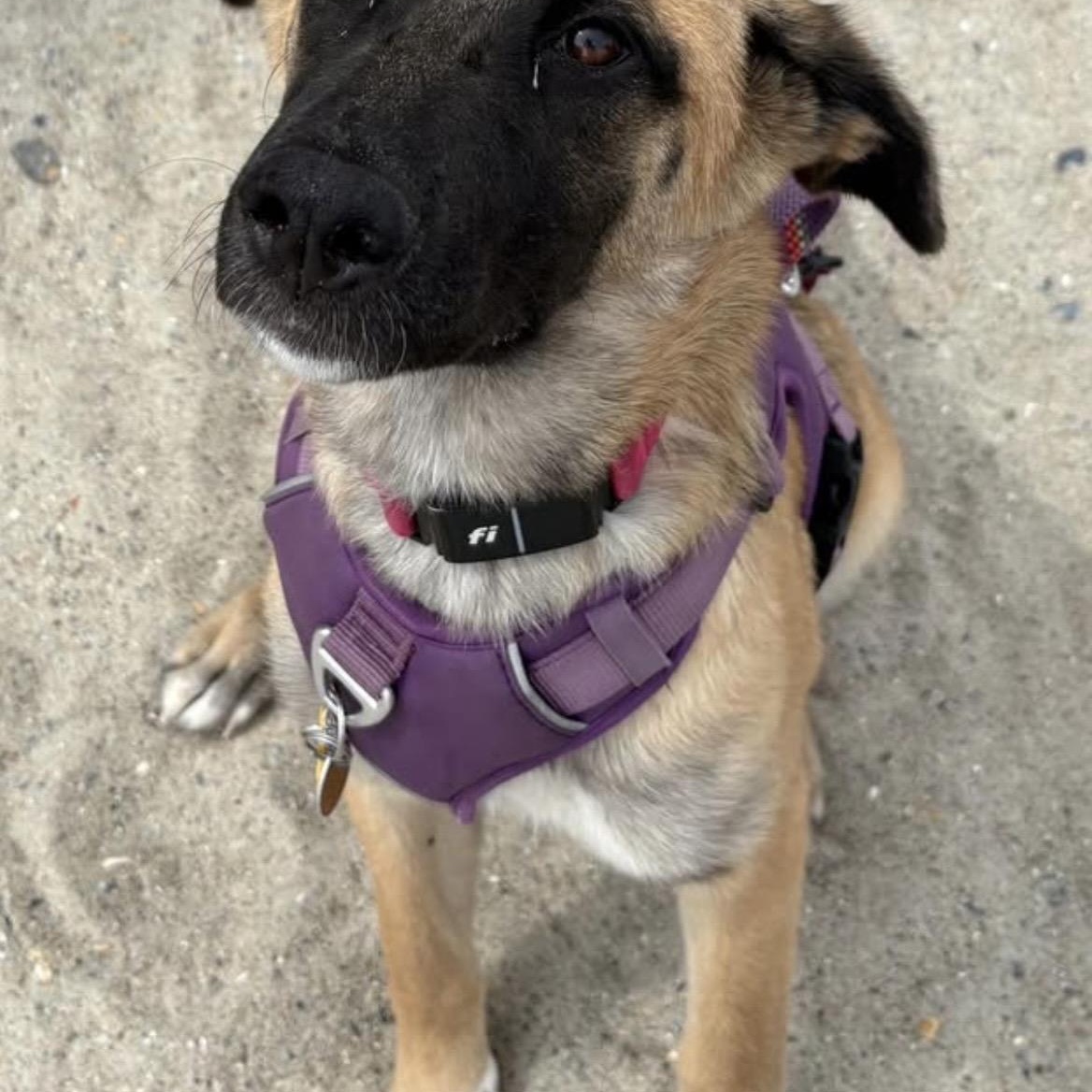 Enlarge Cece, an adopted mixed breed in Kannapolis, NC image 1/6