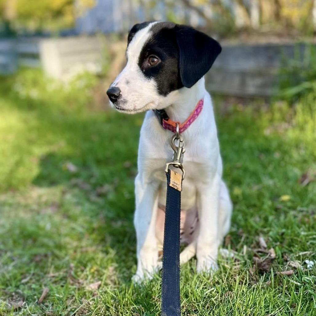 Enlarge Gelato *Avail By Appt*, a Adoptable mixed breed in Kennebunk, ME image 1/3