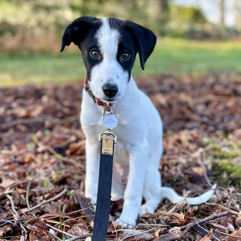 Enlarge Gelato *Avail By Appt*, a Adoptable mixed breed in Kennebunk, ME image 2/3