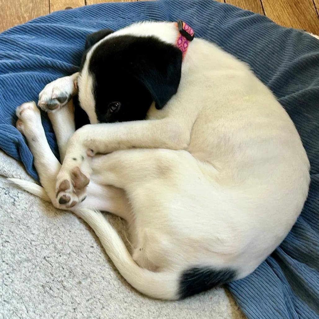 Enlarge Gelato *Avail By Appt*, a Adoptable mixed breed in Kennebunk, ME image 3/3