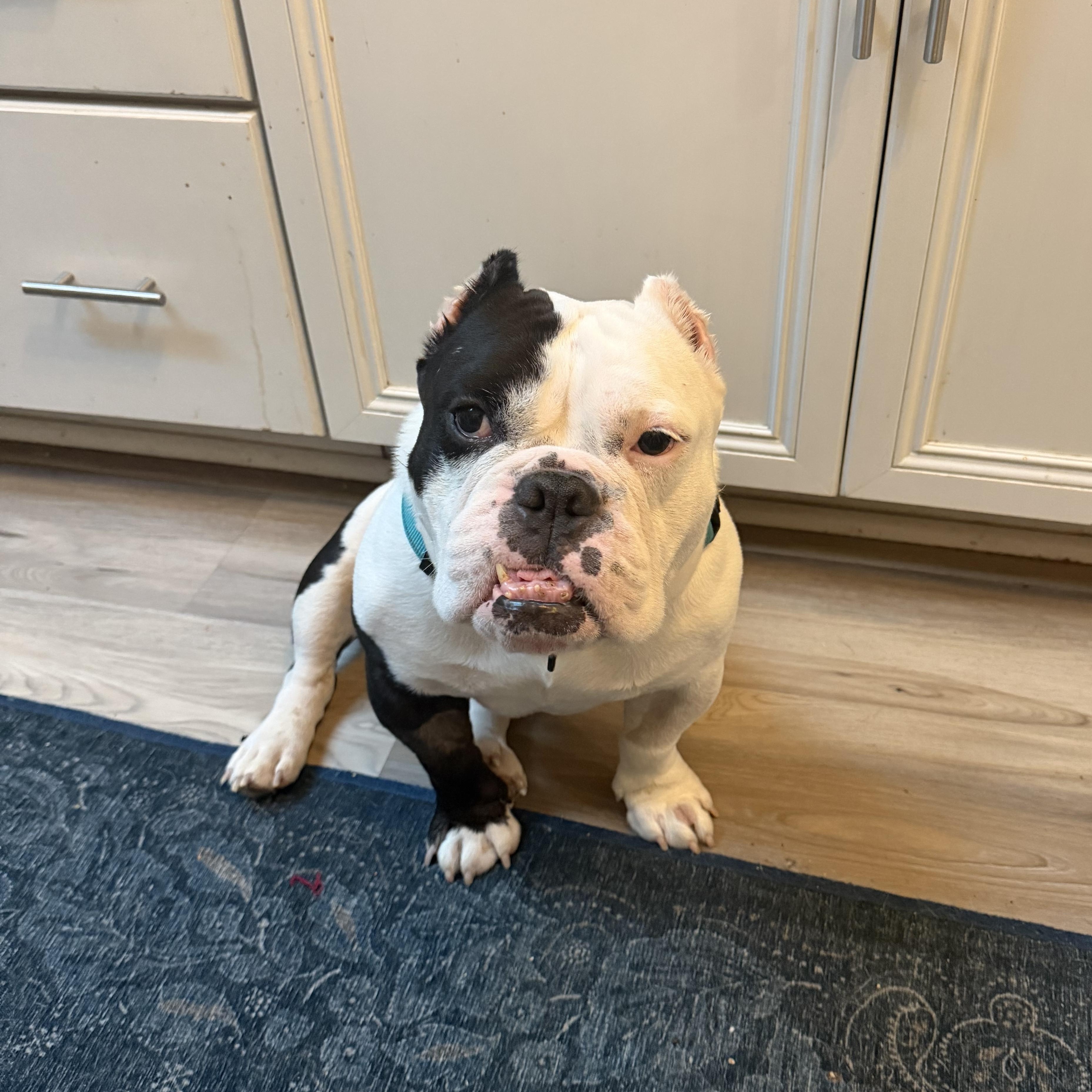 Enlarge Mario, an adopted English Bulldog in Warrenville, IL image 3/4