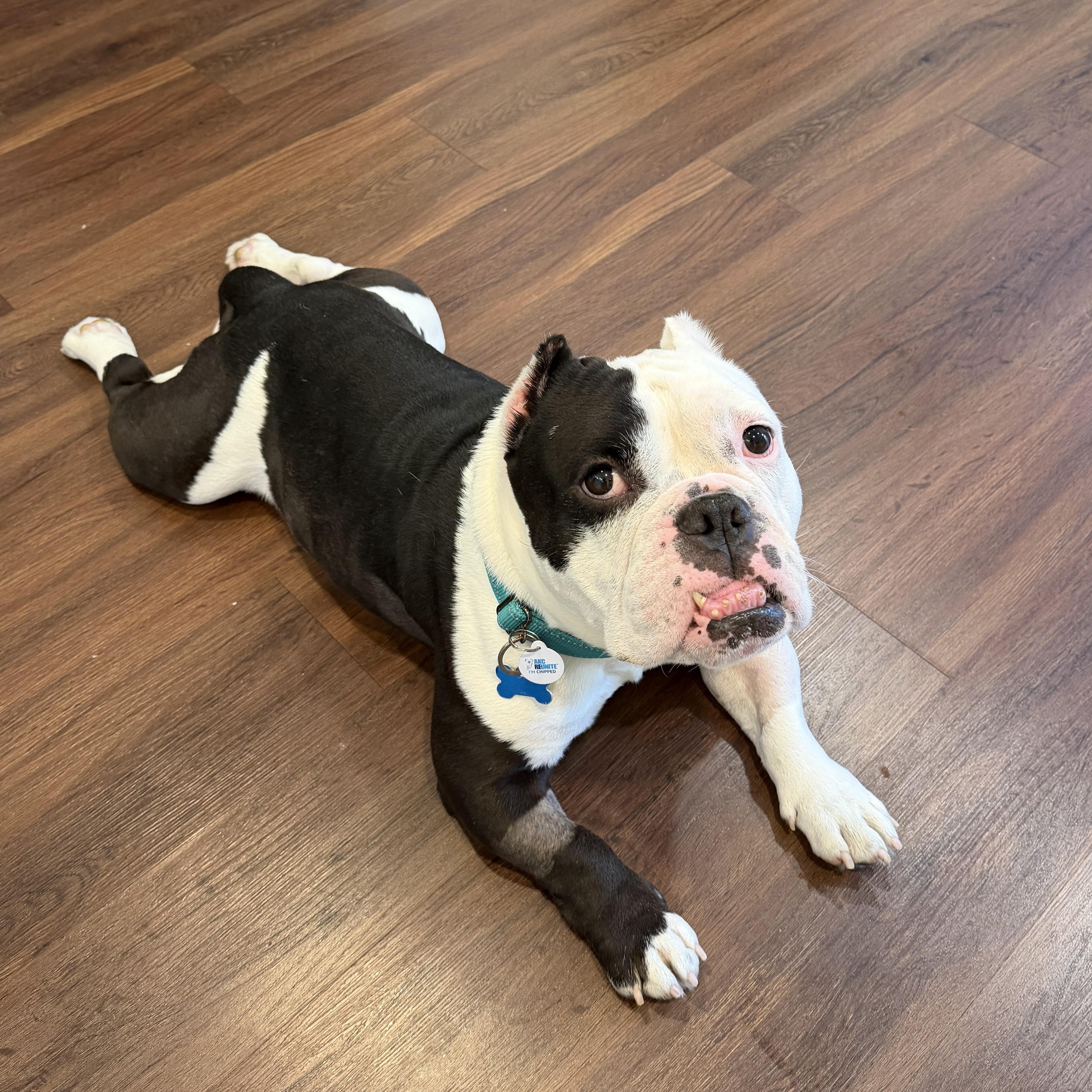 Mario, adopted, Young Male English Bulldog.