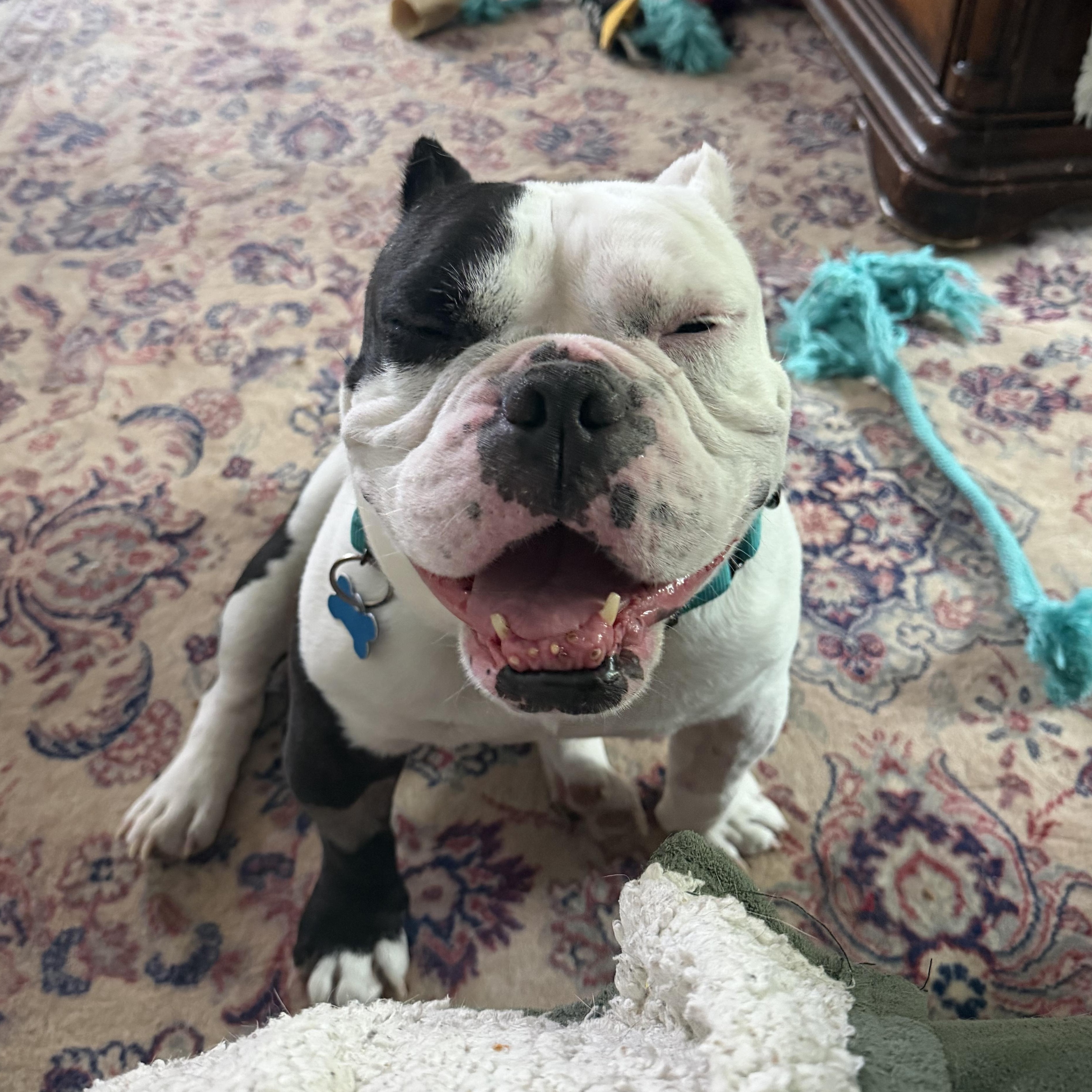 Enlarge Mario, an adopted English Bulldog in Warrenville, IL image 2/4