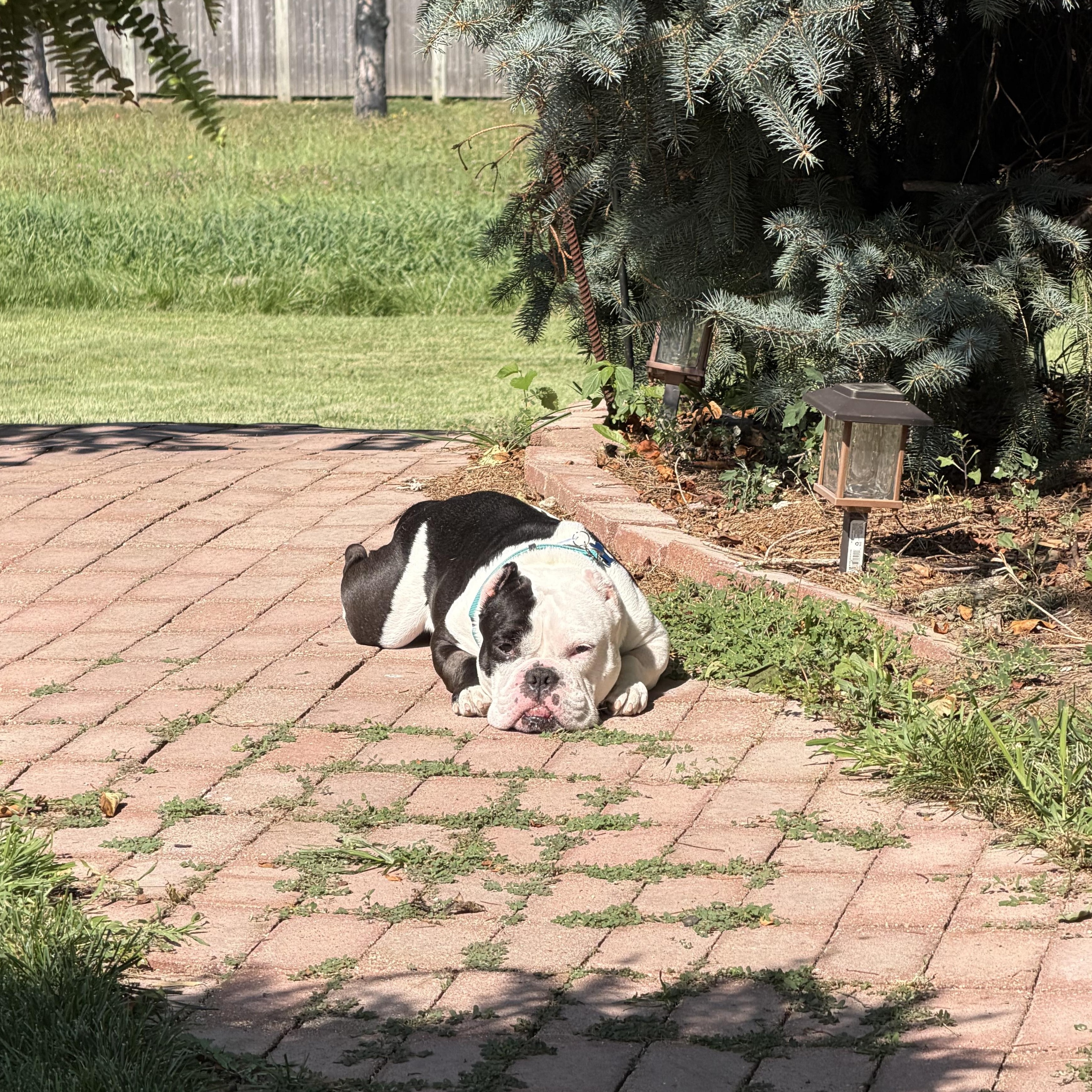 Enlarge Mario, an adopted English Bulldog in Warrenville, IL image 4/4