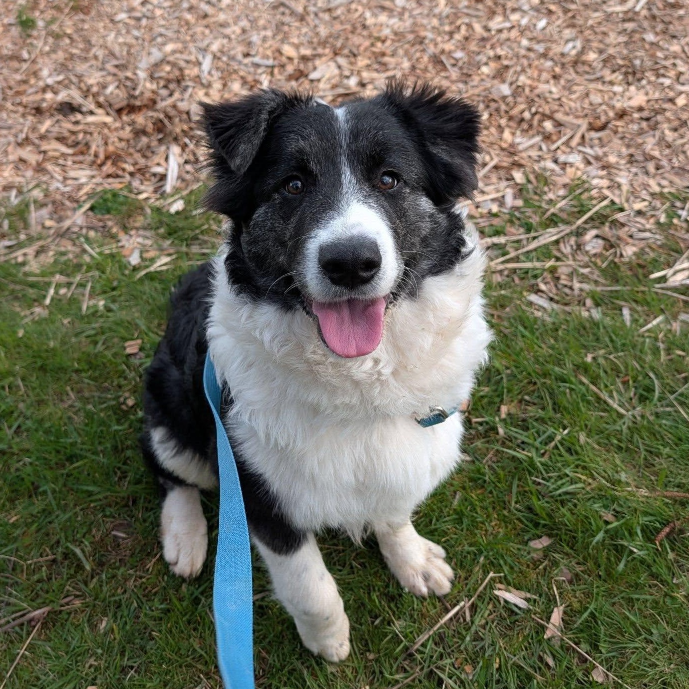 Po, ADOPTABLE, Young Male Mixed Breed.