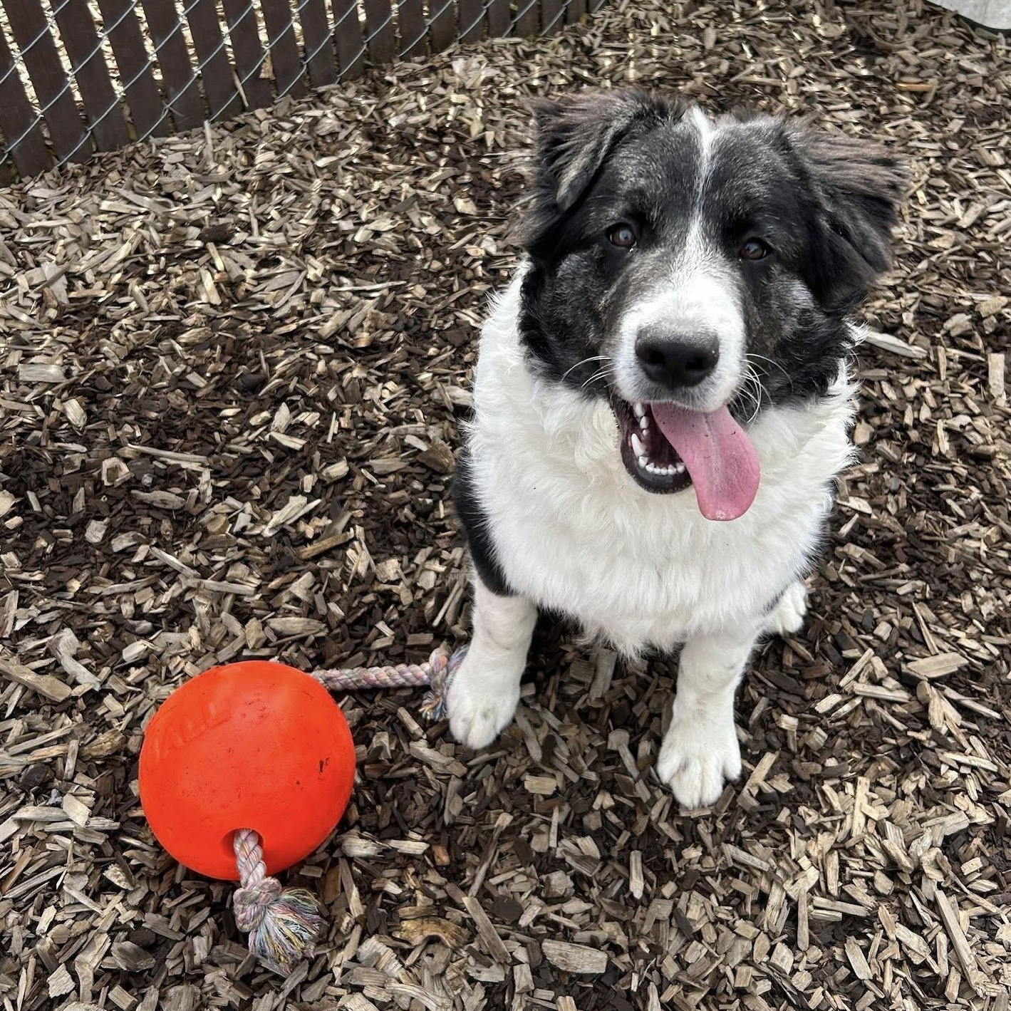 Enlarge Po, a ADOPTABLE mixed breed in Bellingham, WA image 6/6