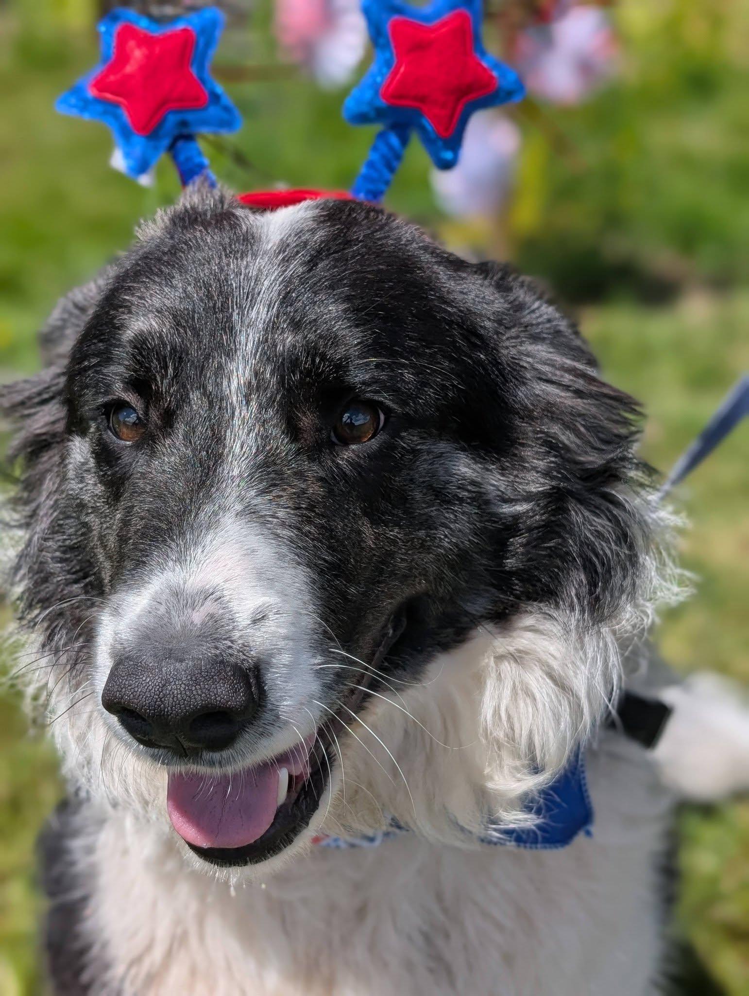 Enlarge Po, an adopted mixed breed in Bellingham, WA image 1/6