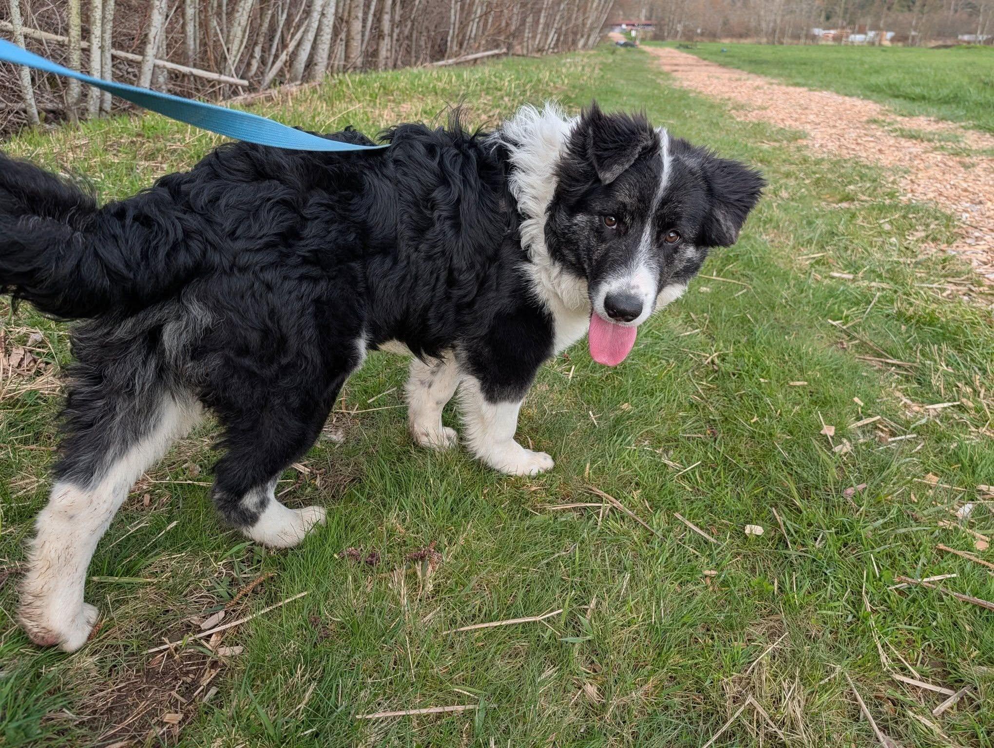 Enlarge Po, a ADOPTABLE mixed breed in Bellingham, WA image 2/6