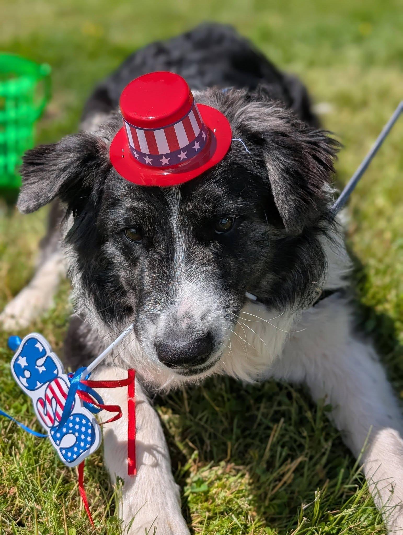 Enlarge Po, an adopted mixed breed in Bellingham, WA image 2/6