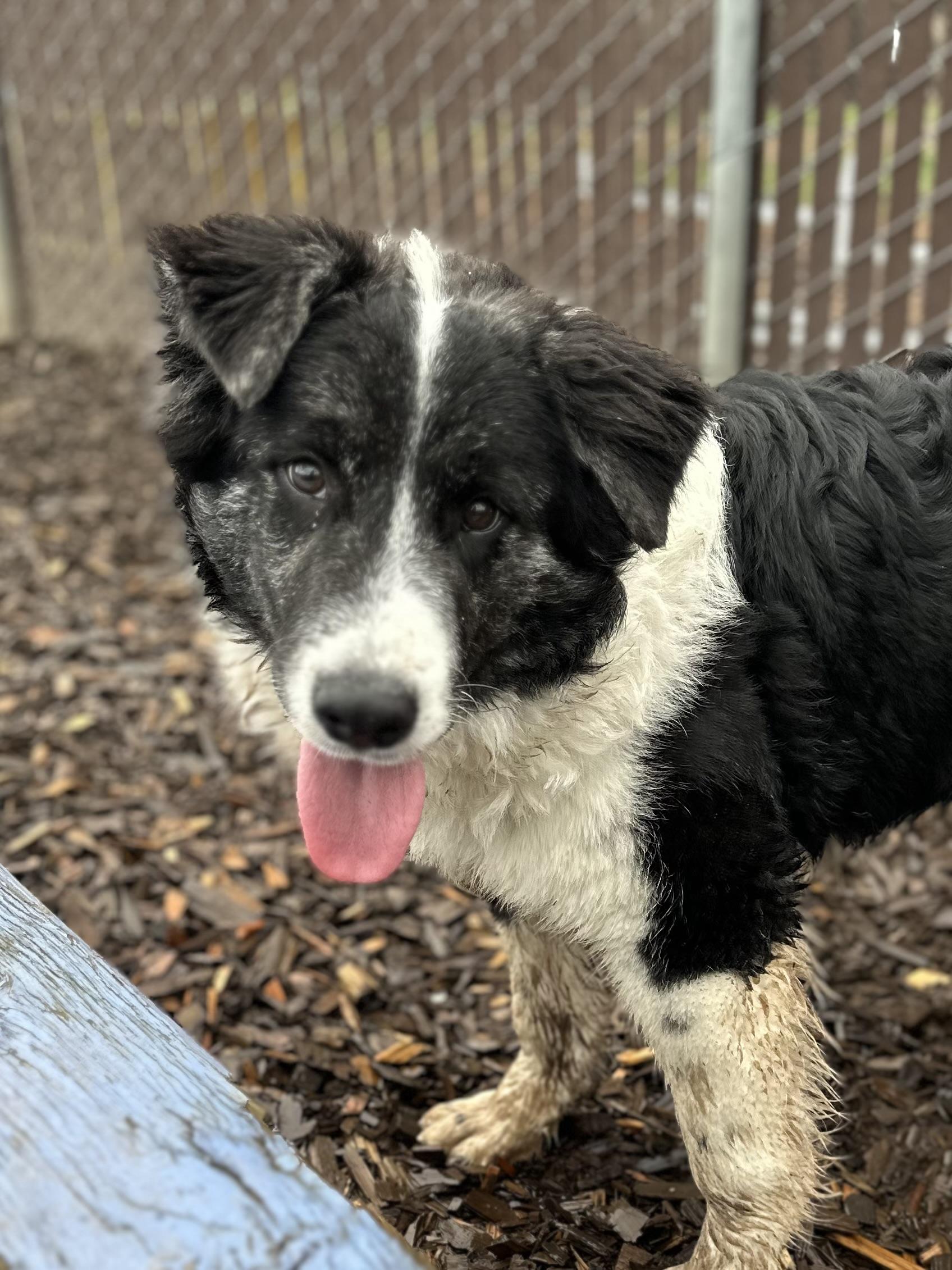 Enlarge Po, a ADOPTABLE mixed breed in Bellingham, WA image 5/6