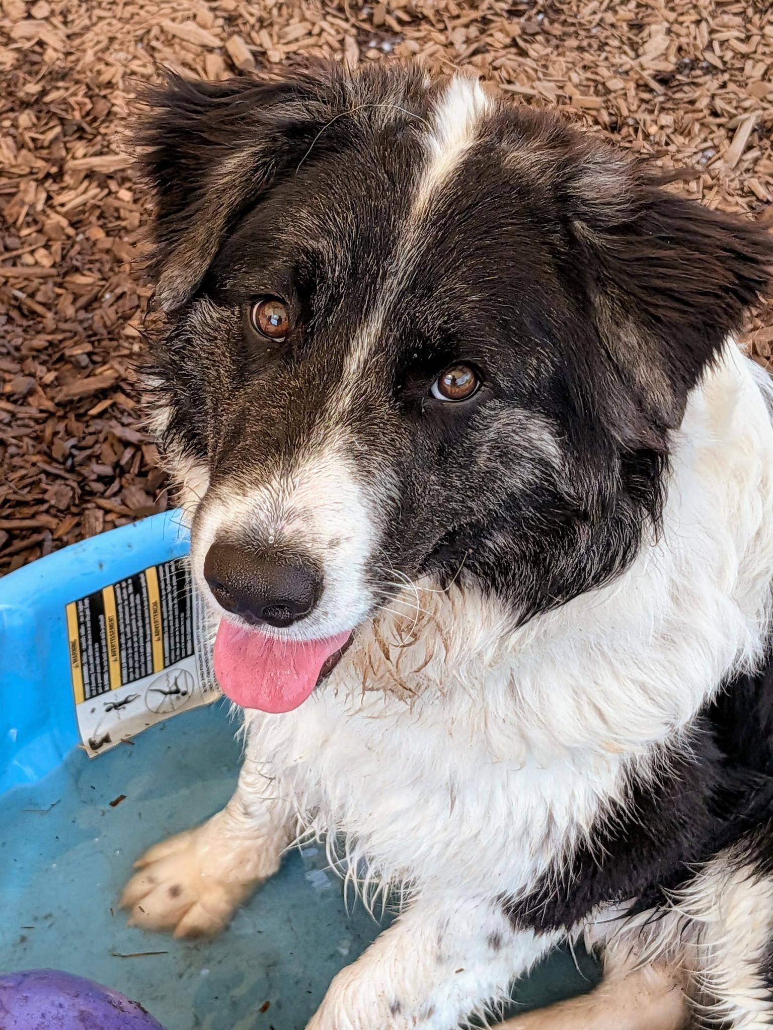 Enlarge Po, a ADOPTABLE mixed breed in Bellingham, WA image 1/6