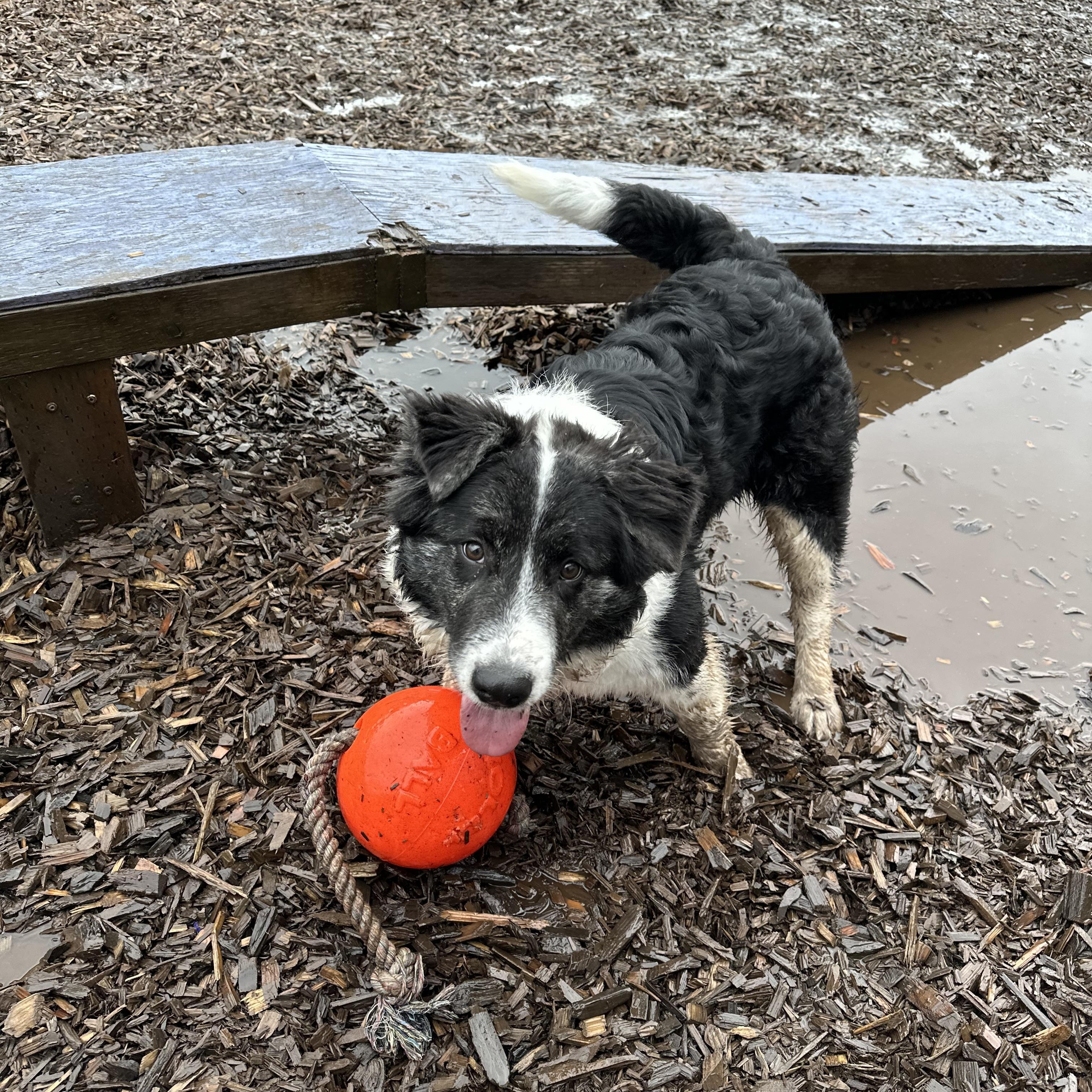 Enlarge Po, a ADOPTABLE mixed breed in Bellingham, WA image 6/6