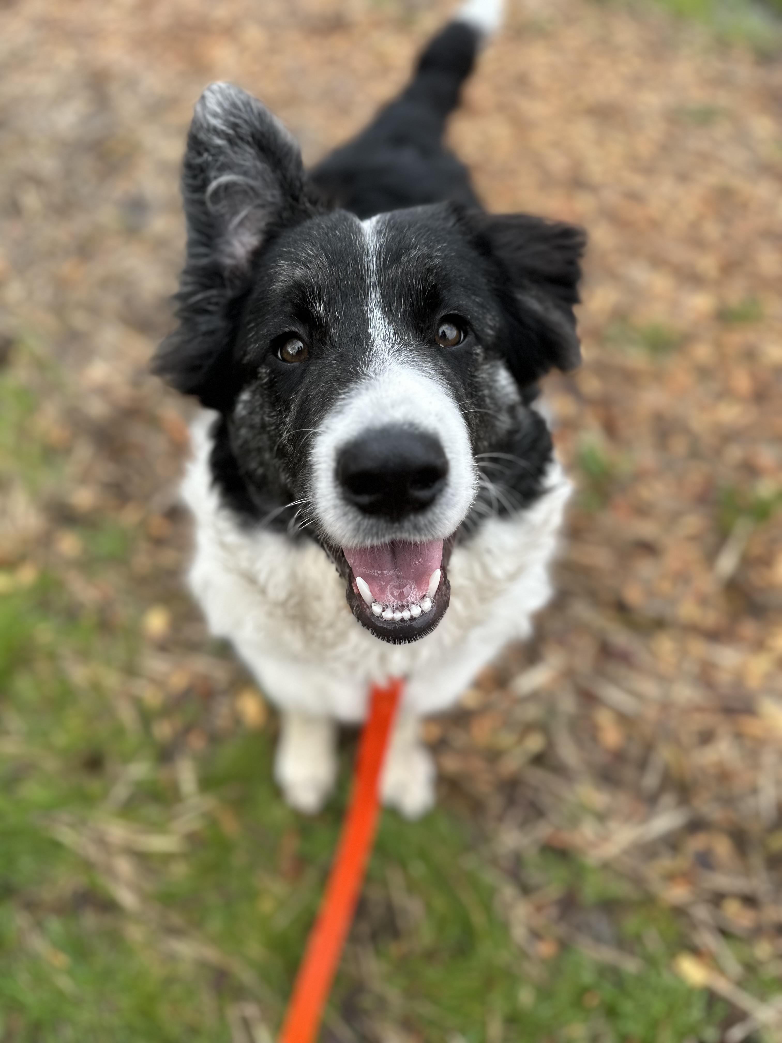 Enlarge Po, a ADOPTABLE mixed breed in Bellingham, WA image 3/6