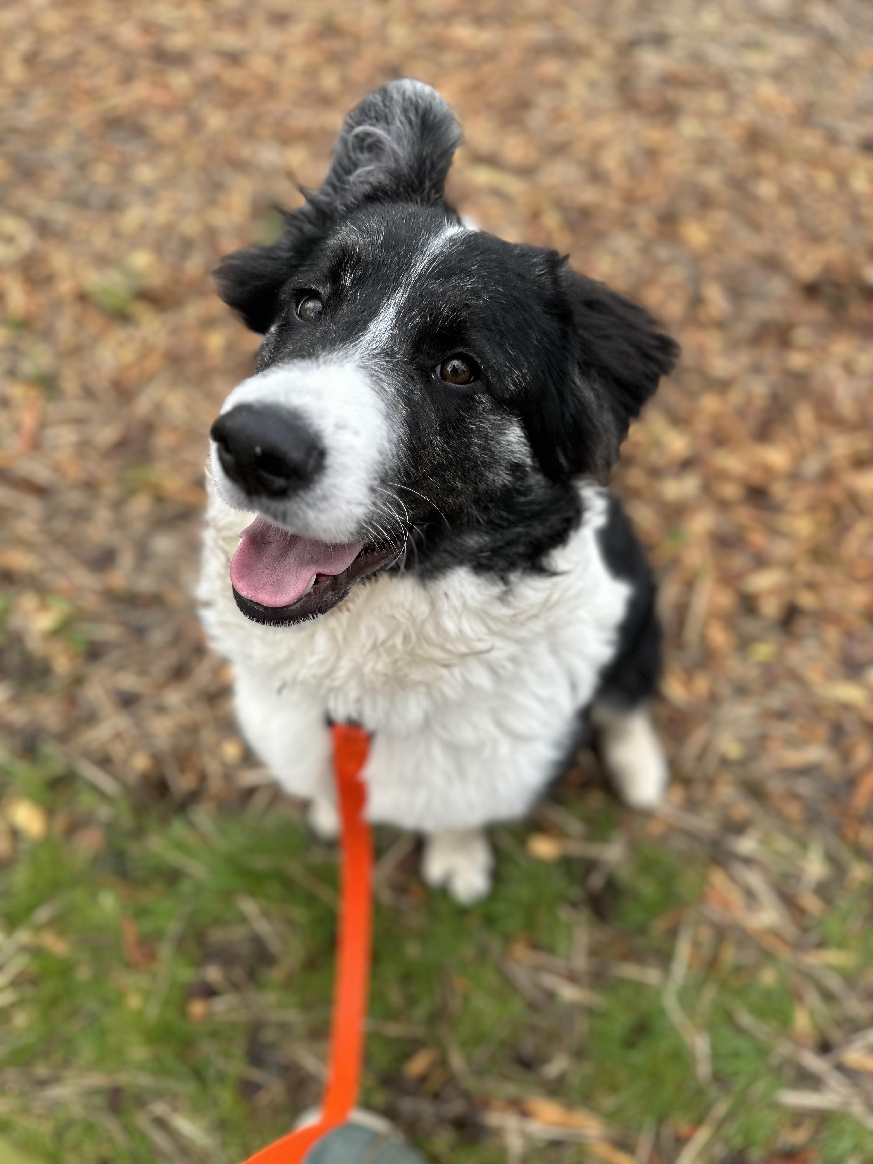 Enlarge Po, a ADOPTABLE mixed breed in Bellingham, WA image 4/6