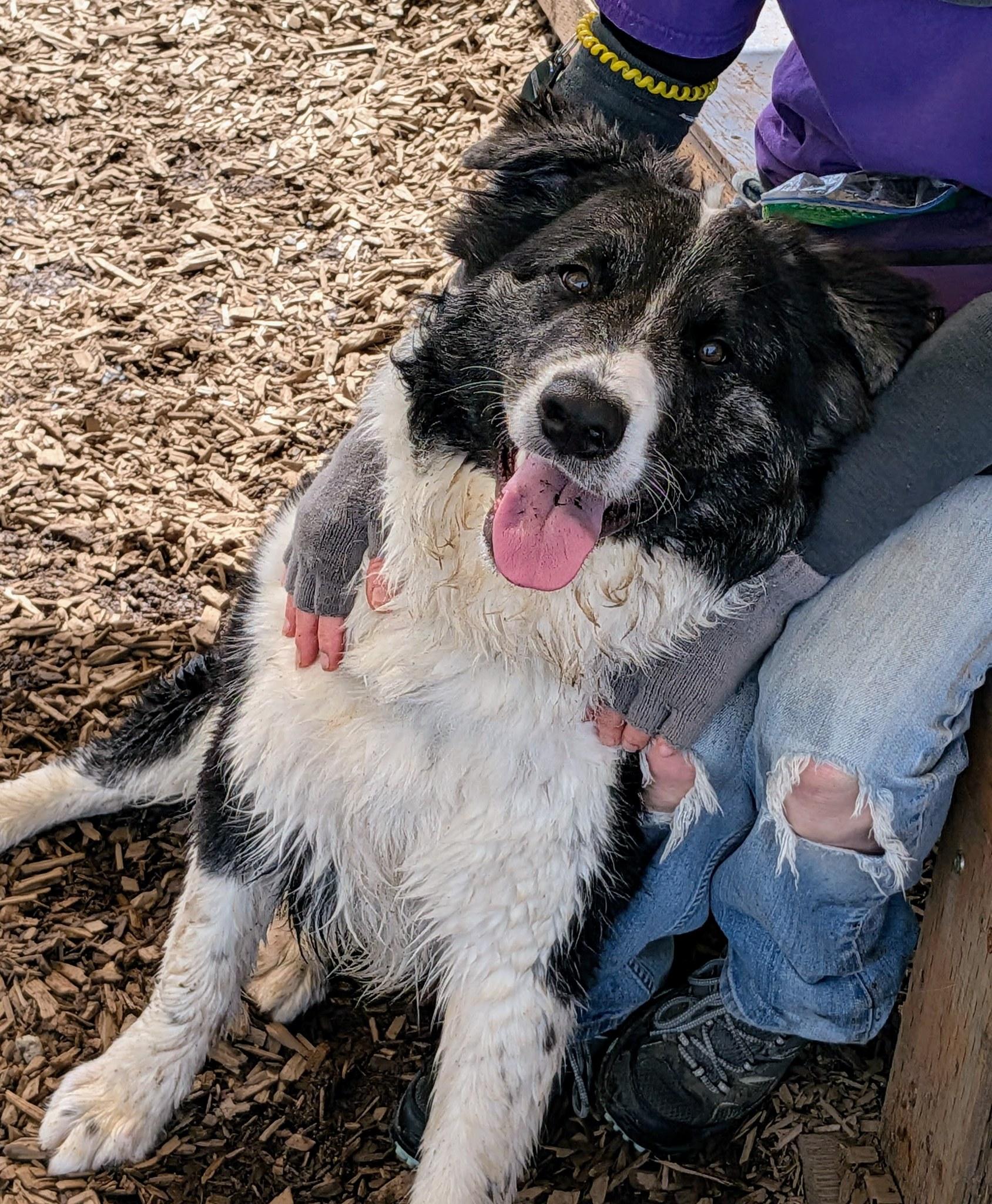 Enlarge Po, a ADOPTABLE mixed breed in Bellingham, WA image 2/6