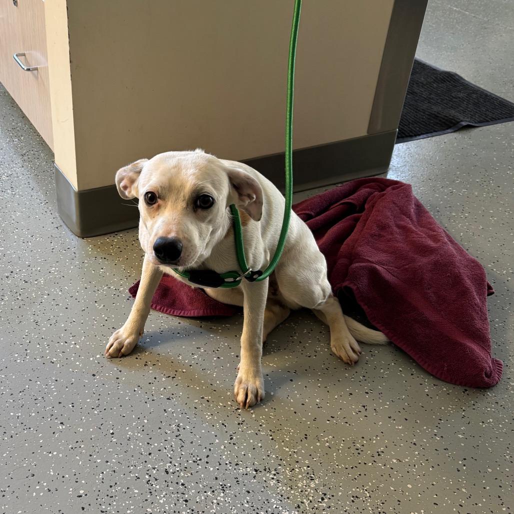 Vera, Adoptable, Young Female Rat Terrier & Mixed Breed.