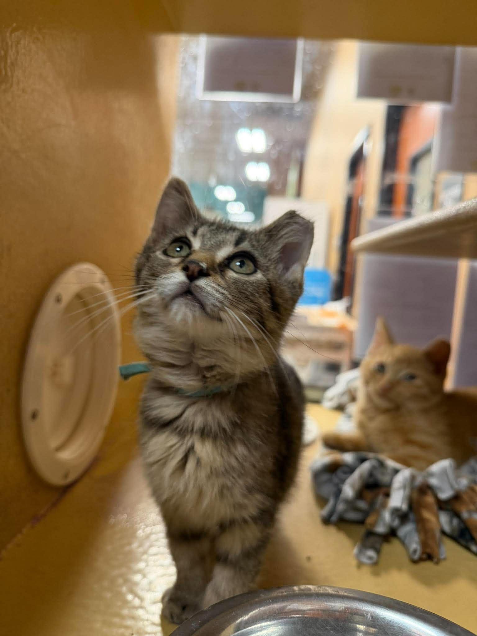 Matcha, Adoptable, Young Male Domestic Short Hair.