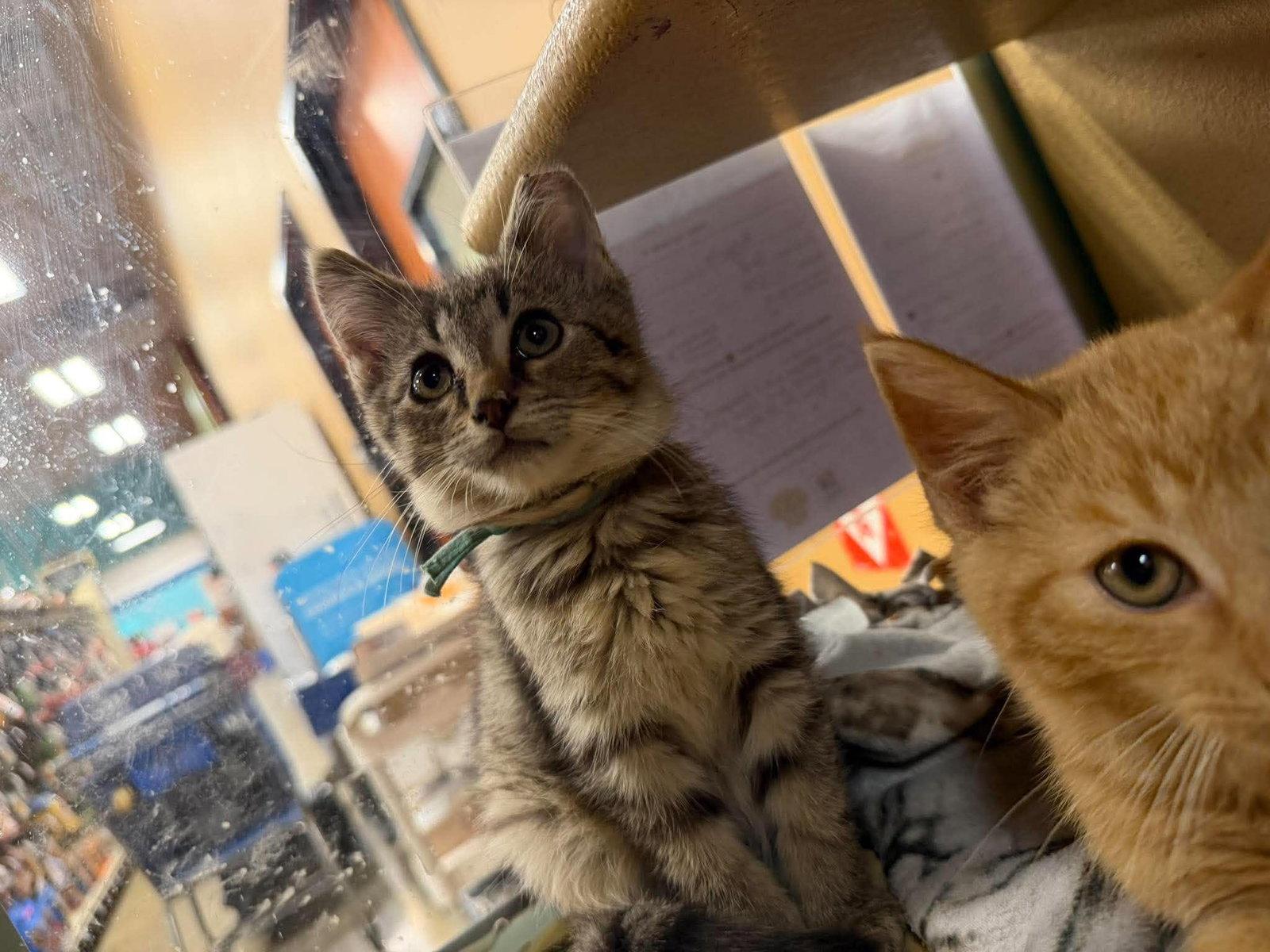 Enlarge Matcha, a Adoptable Domestic Short Hair in Maple Heights, OH image 2/3