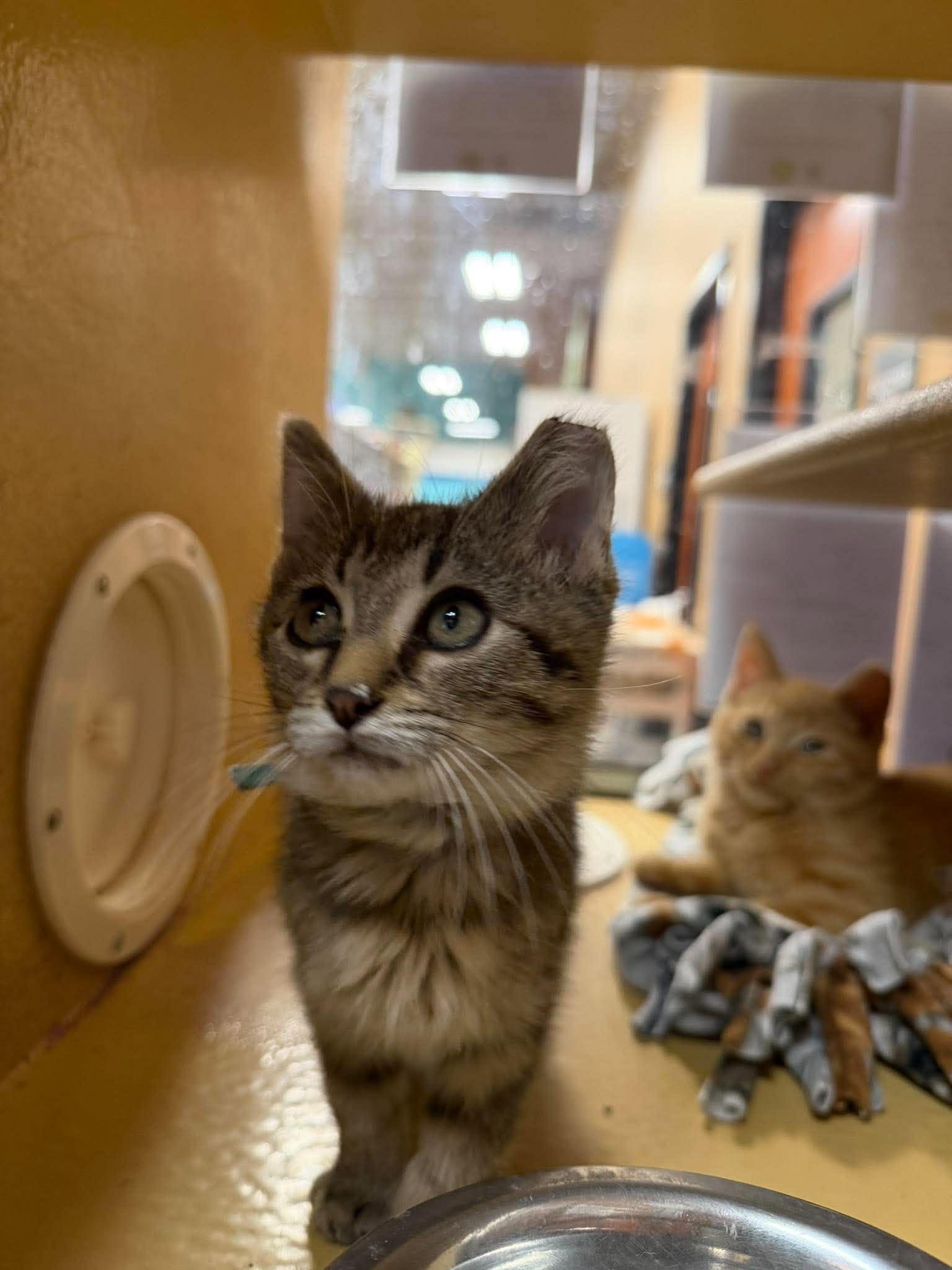 Enlarge Matcha, a Adoptable Domestic Short Hair in Maple Heights, OH image 3/3