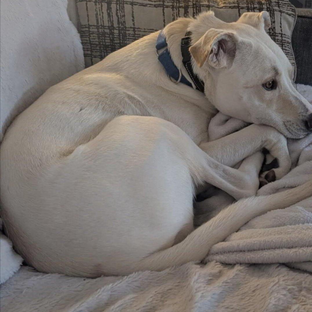 Chance, a ADOPTABLE mixed breed in Greensboro, NC image 2/5
