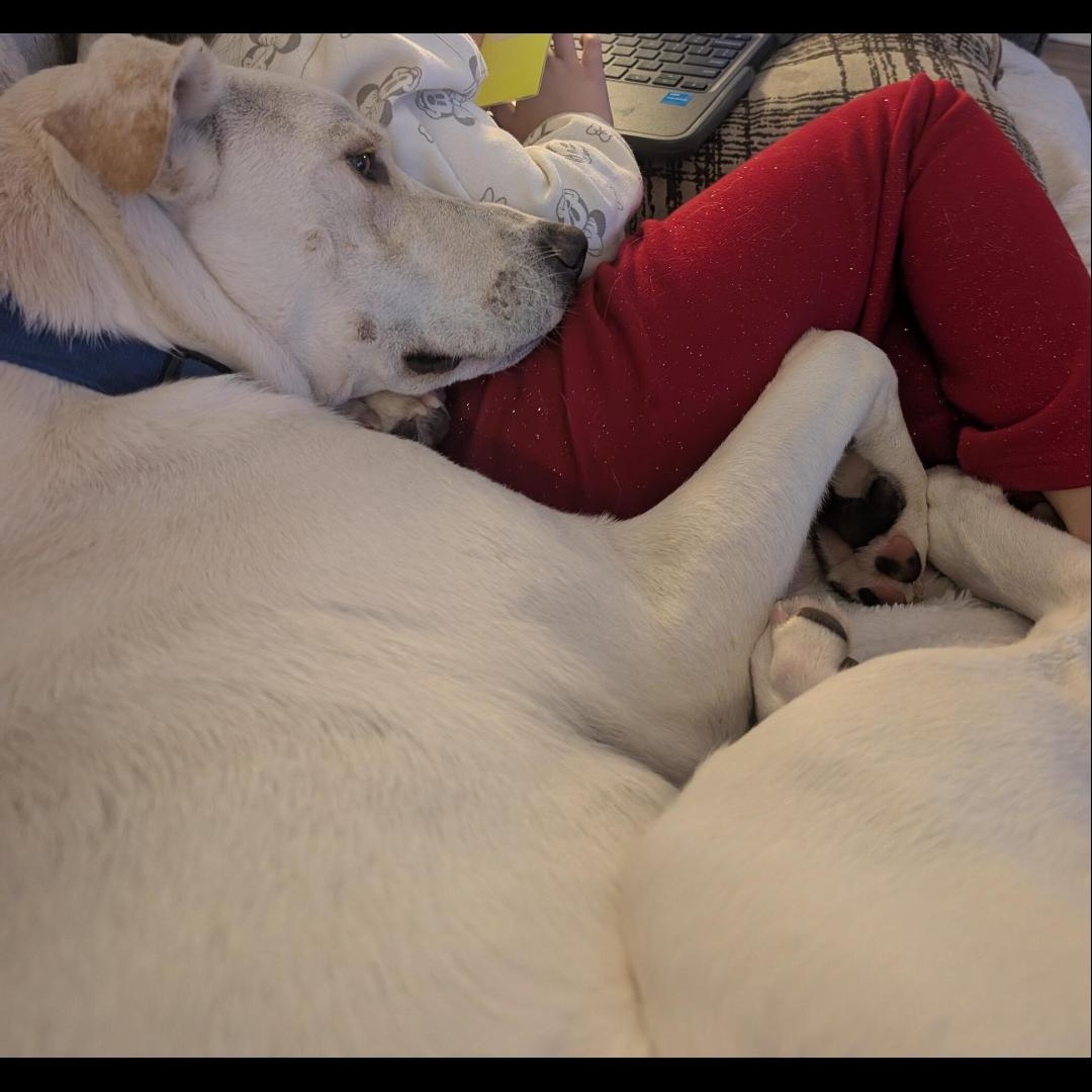 Chance, a ADOPTABLE mixed breed in Greensboro, NC image 5/5