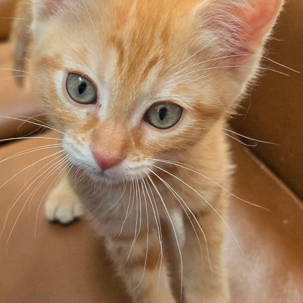Enlarge Sunny, a Adoptable mixed breed in Commerce City, CO image 2/6