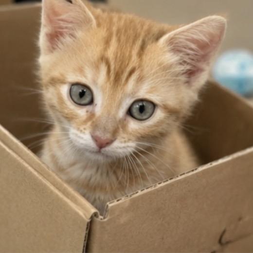 Sunny, Adoptable, Kitten Female Domestic Short Hair & Domestic Short Hair.