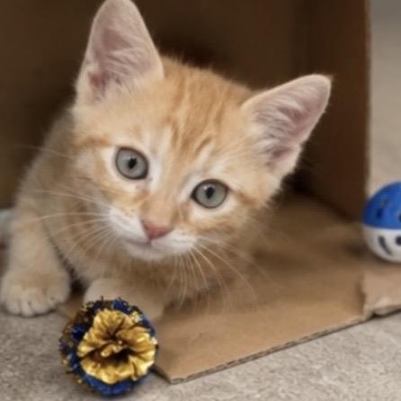 Enlarge Sunny, a Adoptable mixed breed in Commerce City, CO image 6/6