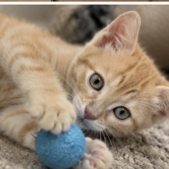 Enlarge Sunny, a Adoptable mixed breed in Commerce City, CO image 5/6