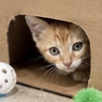 Enlarge Sunny, a Adoptable mixed breed in Commerce City, CO image 4/6