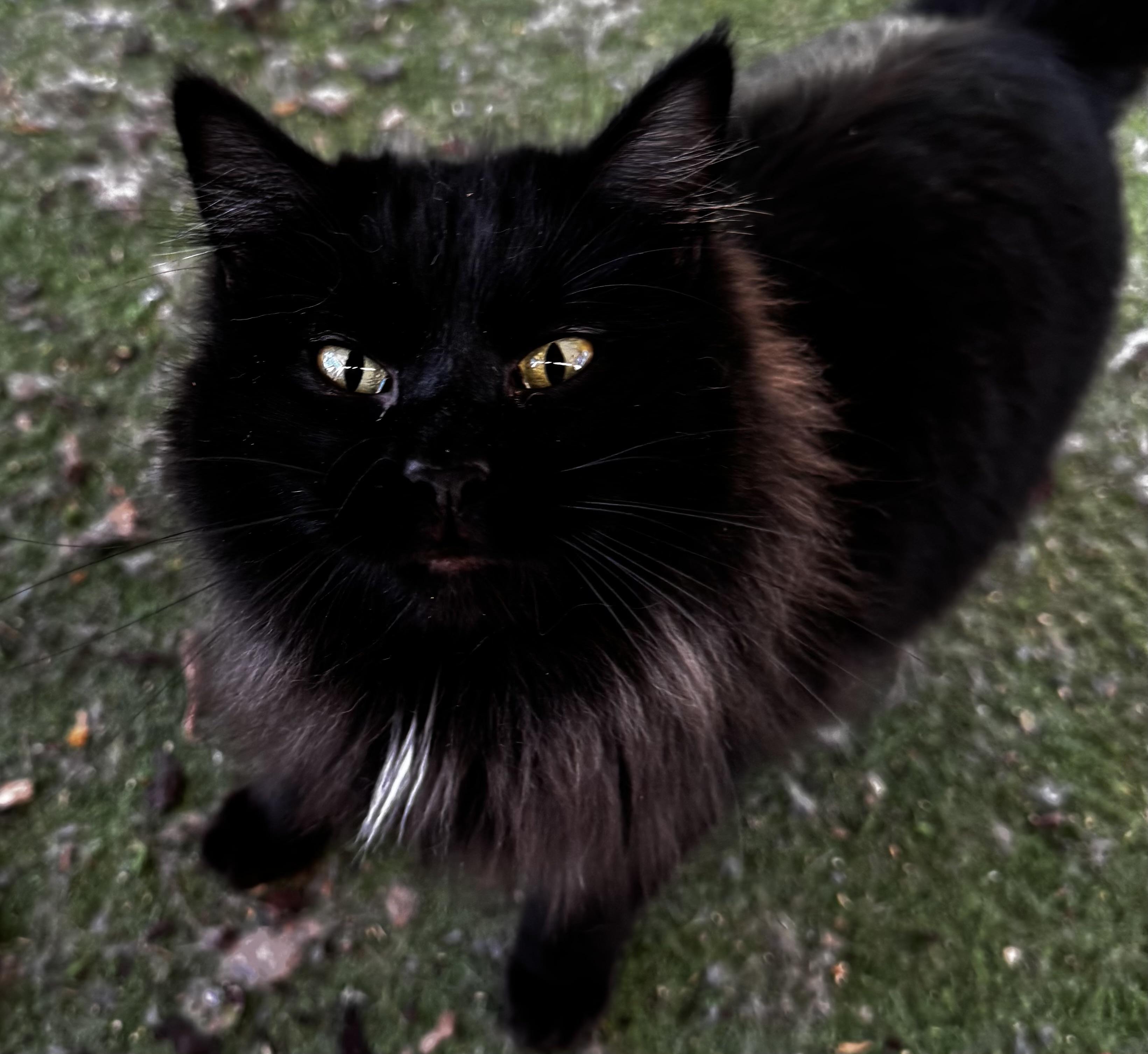 Enlarge Kola, a ADOPTABLE Domestic Long Hair in Dunnigan, CA image 1/1