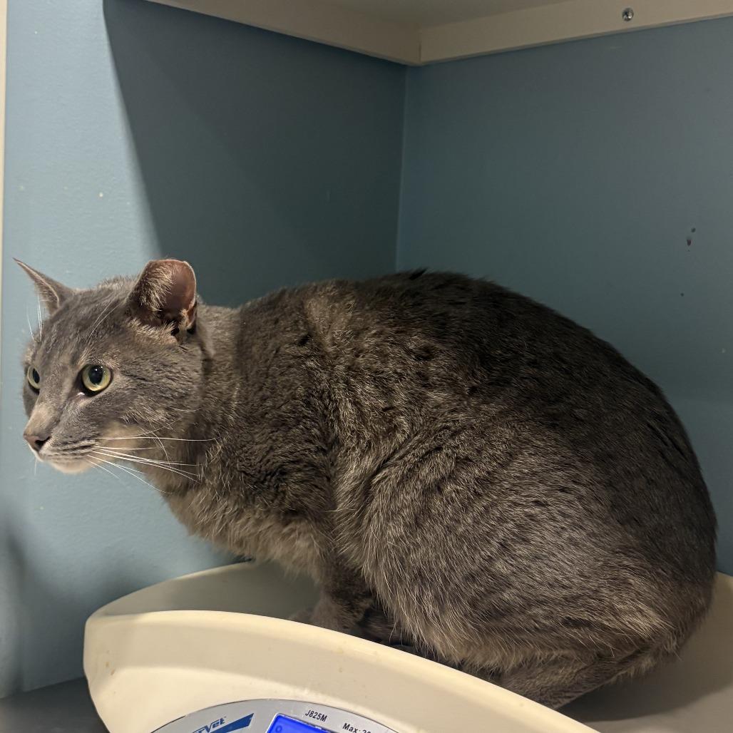 Bonita — thumbnail 2