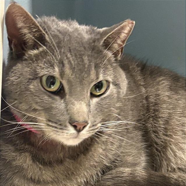 Bonita — thumbnail 3