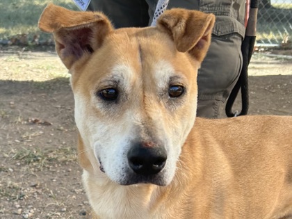 Boyd, Senior Male Mixed Breed