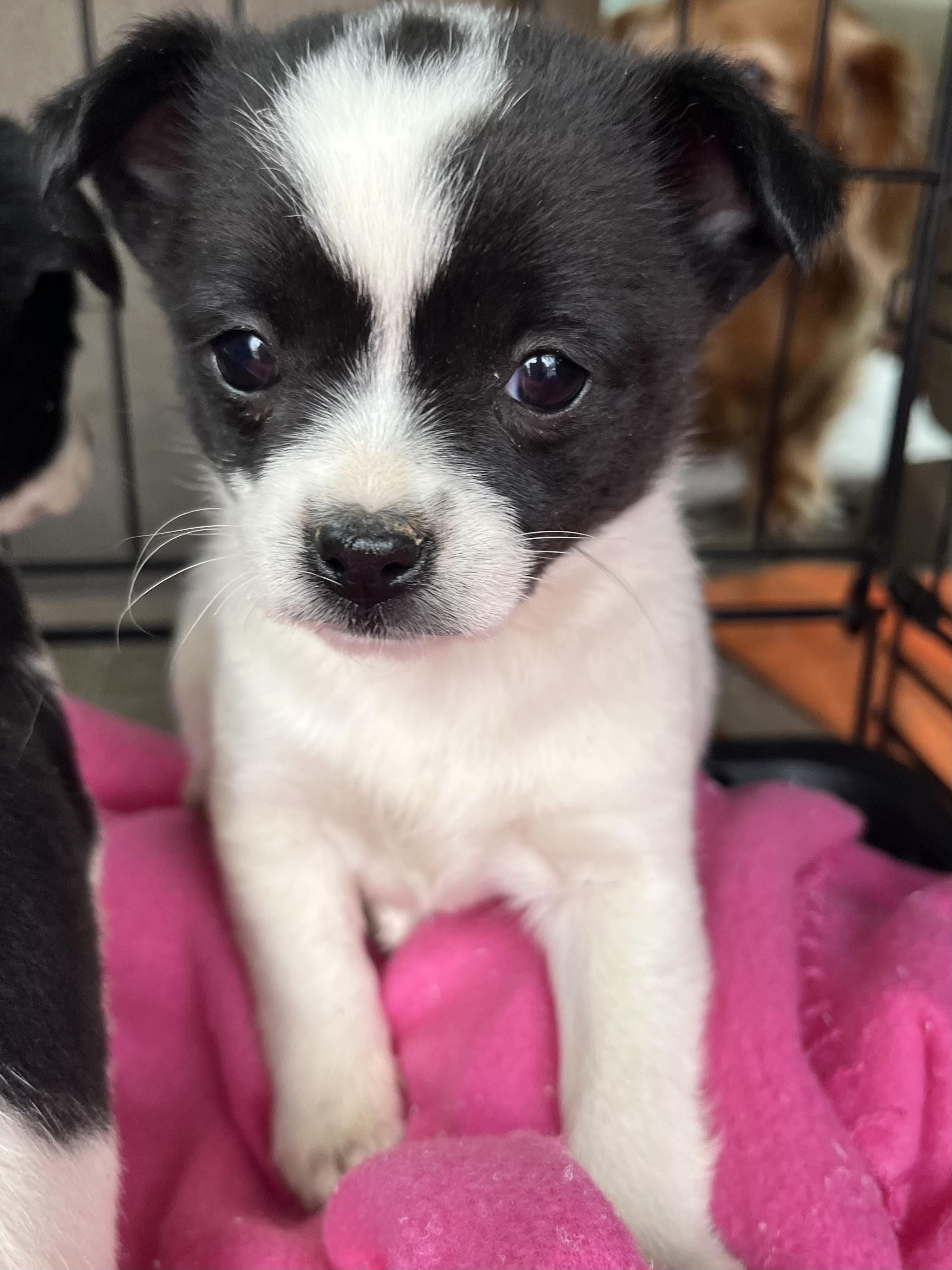 Enlarge Pixie , an adopted mixed breed in Gilbert, SC image 2/4