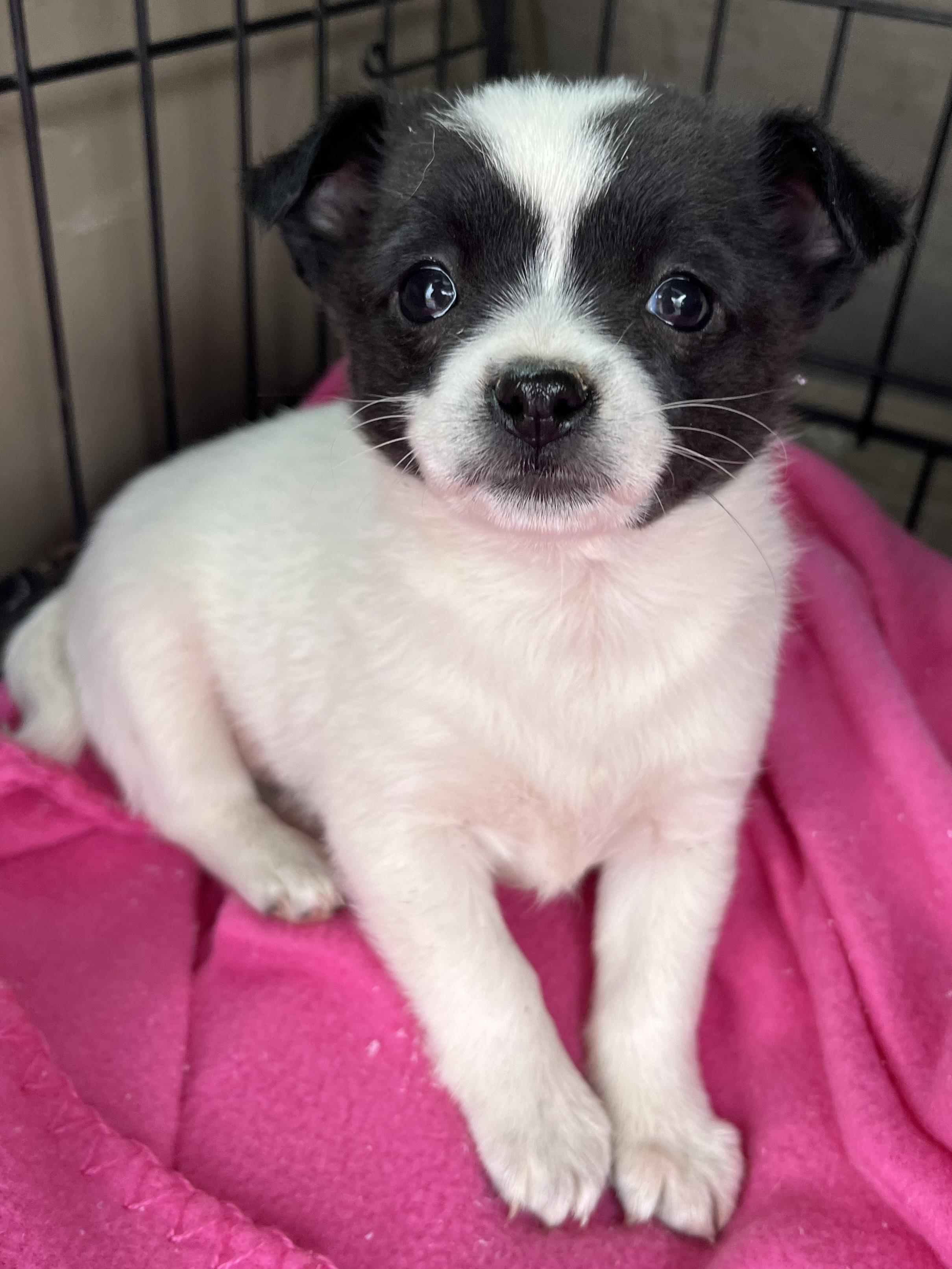 Enlarge Pixie , an adopted mixed breed in Gilbert, SC image 4/4