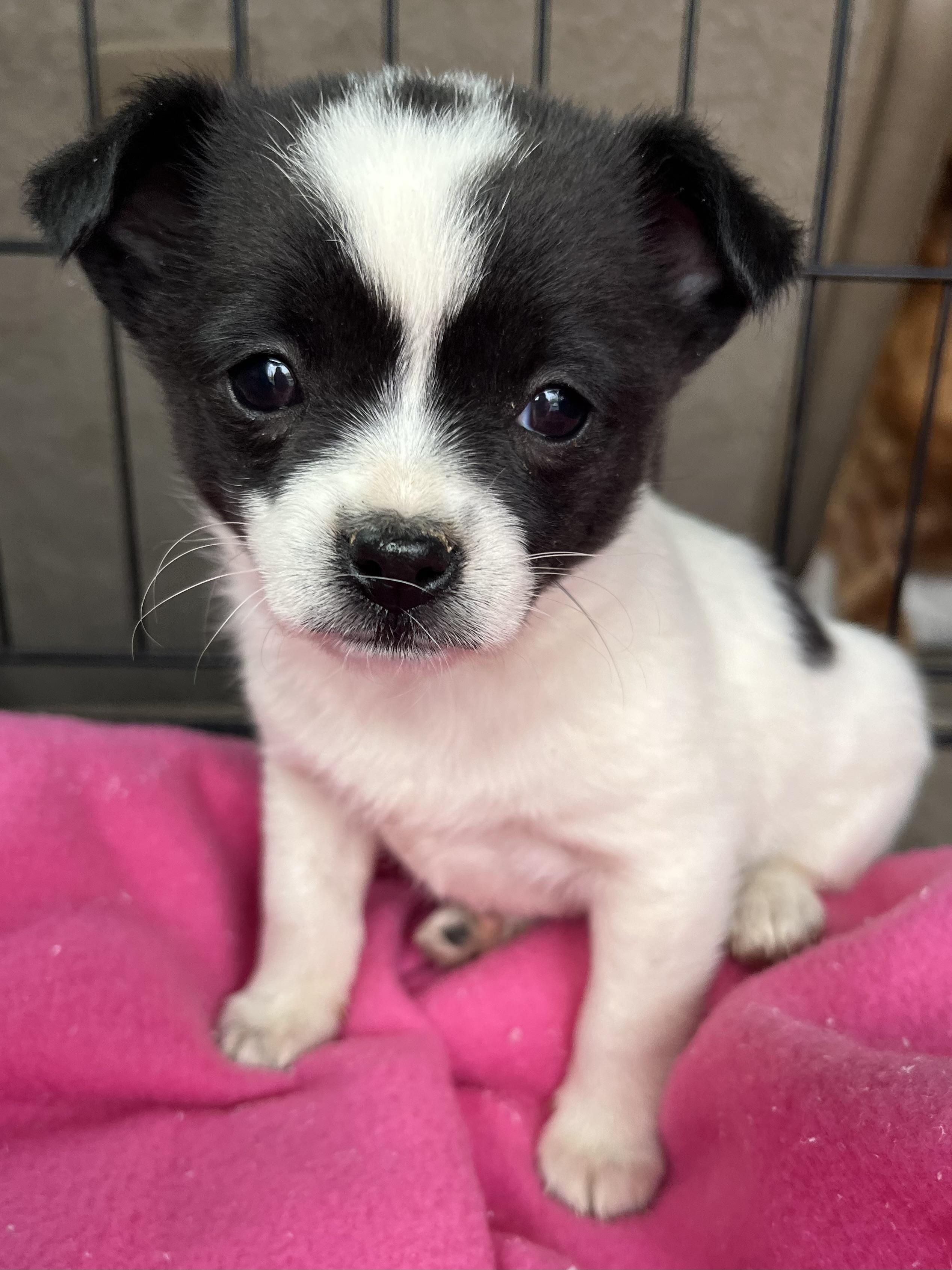 Pixie , adopted, Puppy Female Chihuahua & Mixed Breed.