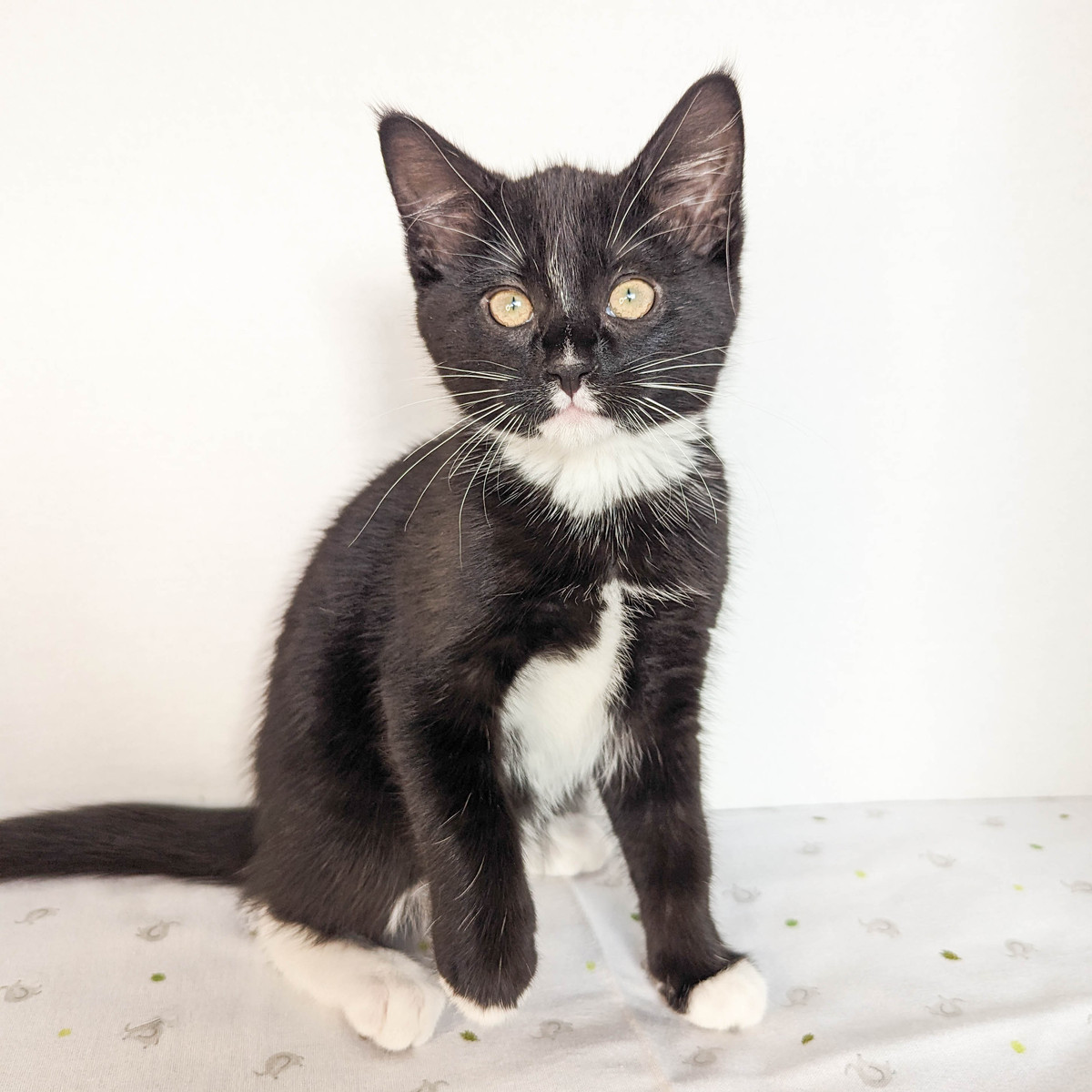 Enlarge Eloise, a Adopted Domestic Medium Hair in Kimberley, BC image 2/4