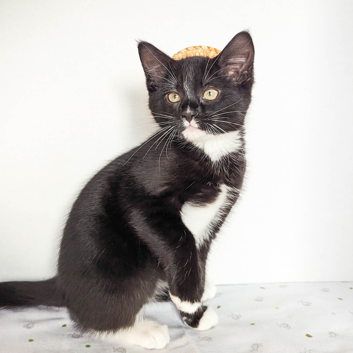 Enlarge Eloise, a Adopted Domestic Medium Hair in Kimberley, BC image 3/4