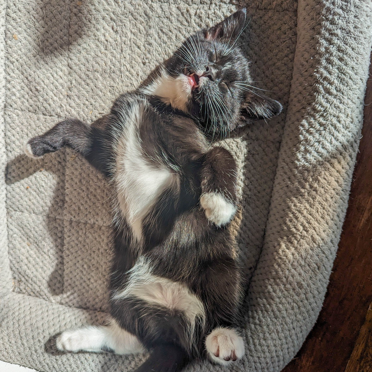 Enlarge Eloise, a Adopted Domestic Medium Hair in Kimberley, BC image 4/4