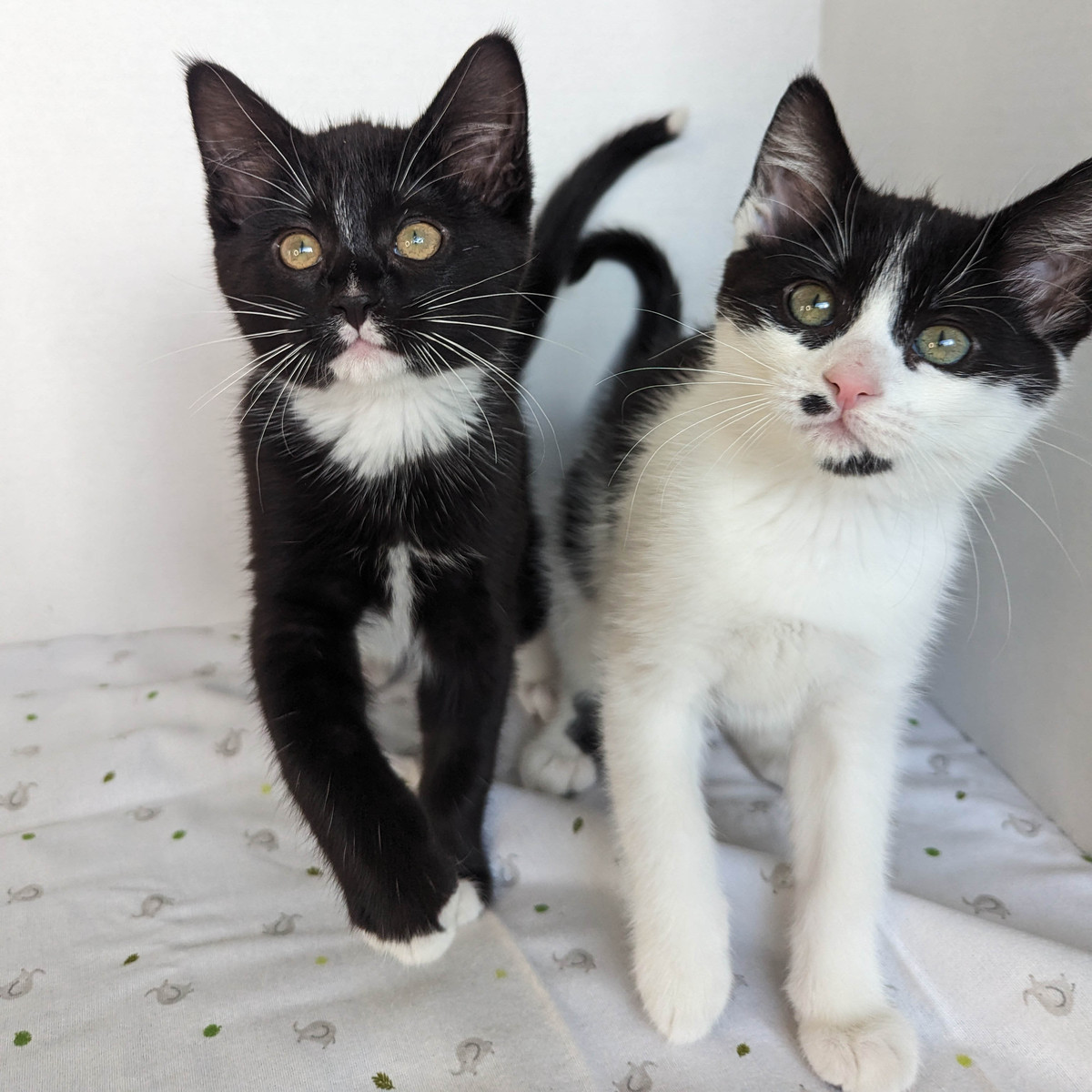 Eloise, Adopted, Kitten Female Domestic Medium Hair.